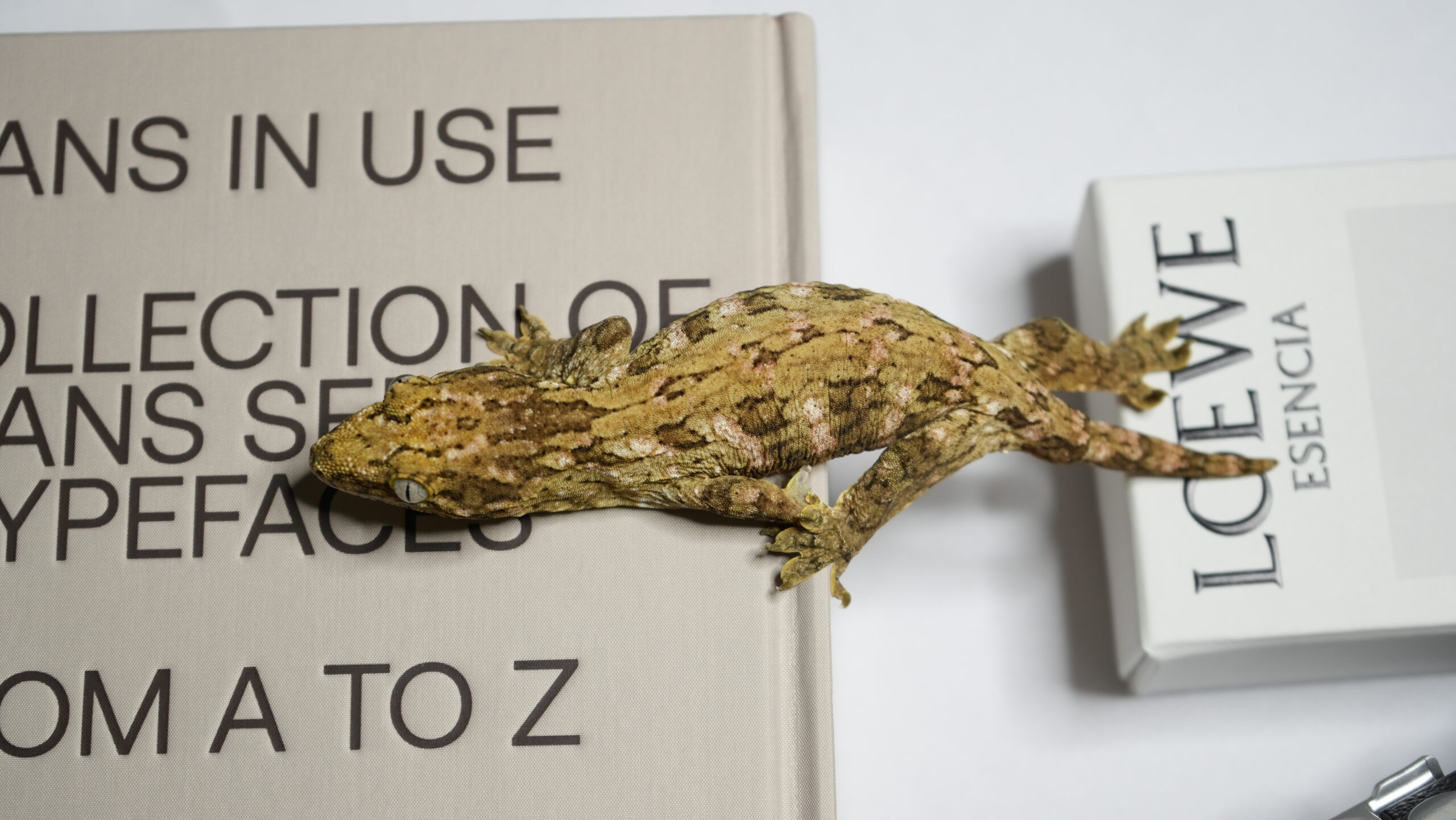 030 MTK Red:圖片 9