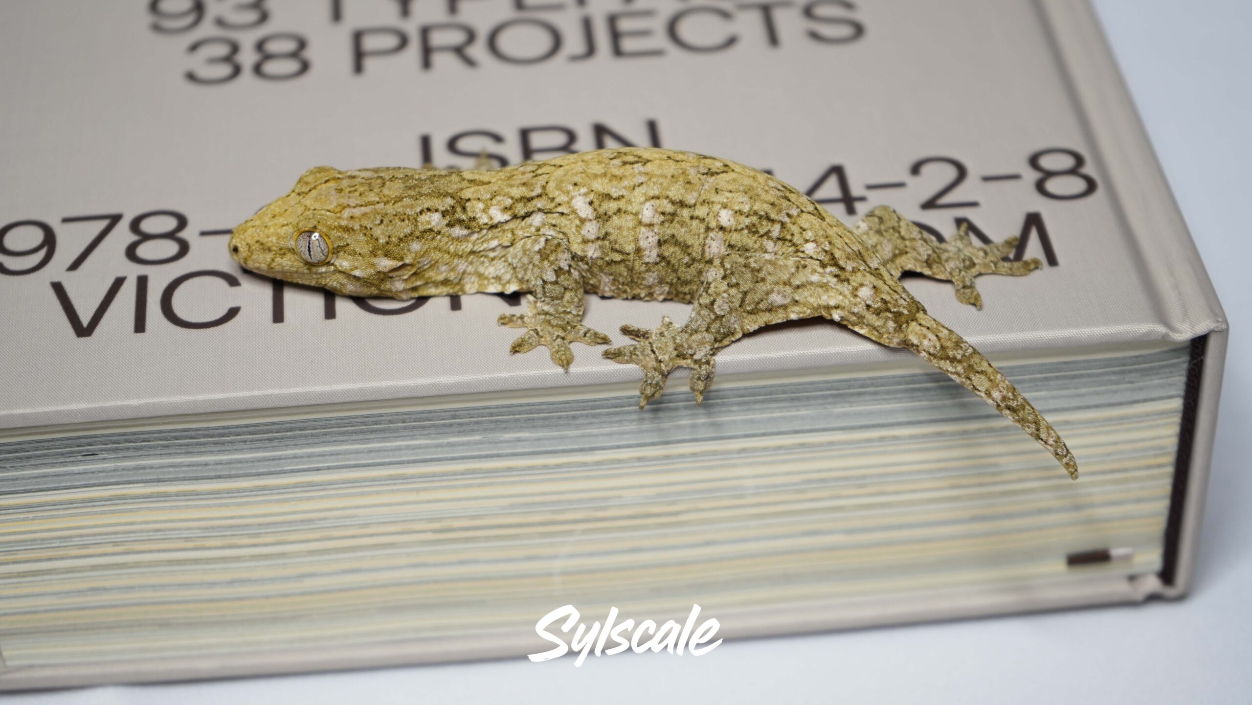 004 Nuu Ami:圖片 3