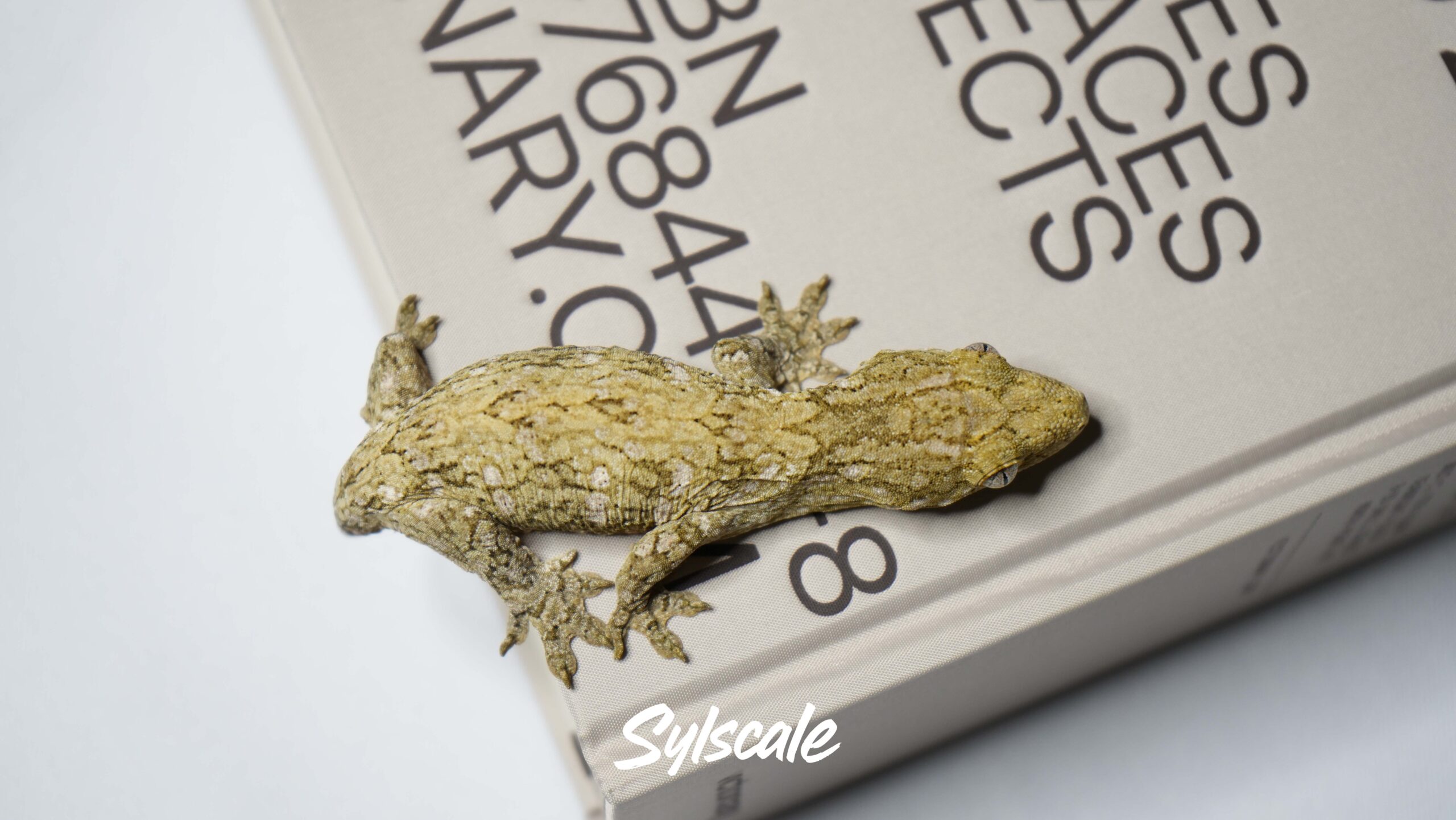 004 Nuu Ami:圖片 2