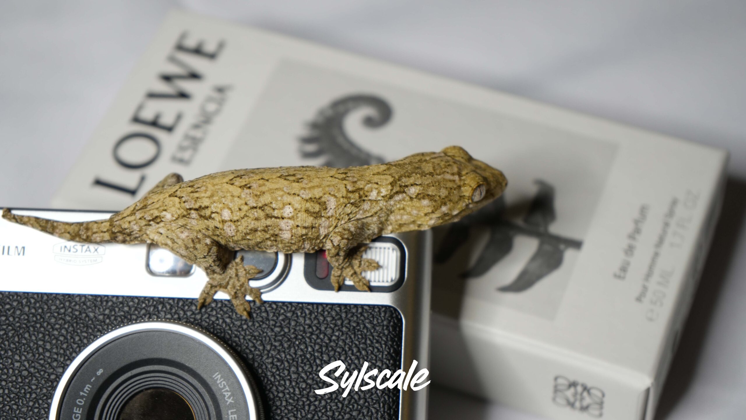 004 Nuu Ami:圖片 4