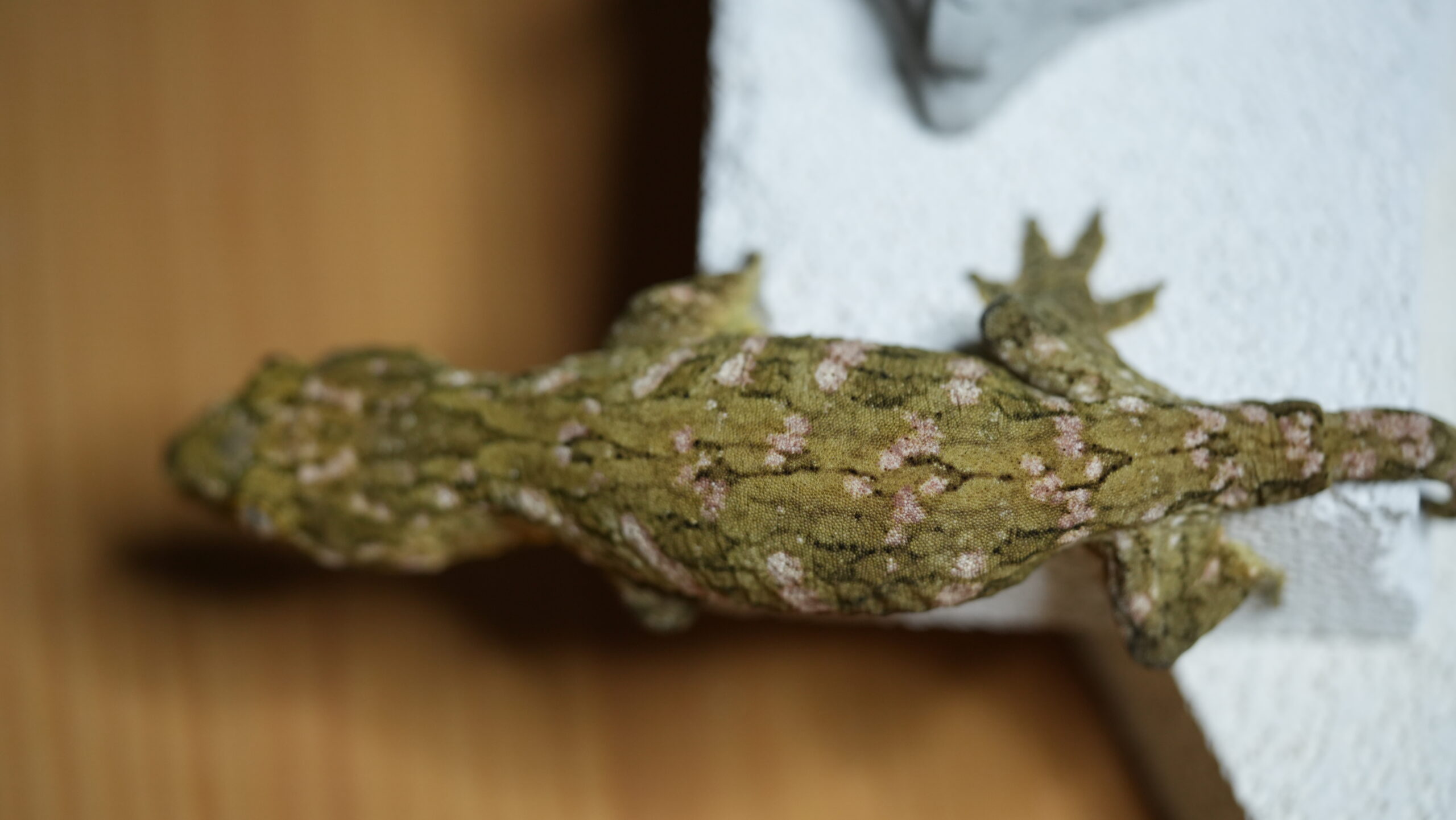 030 MTK Red:圖片 8