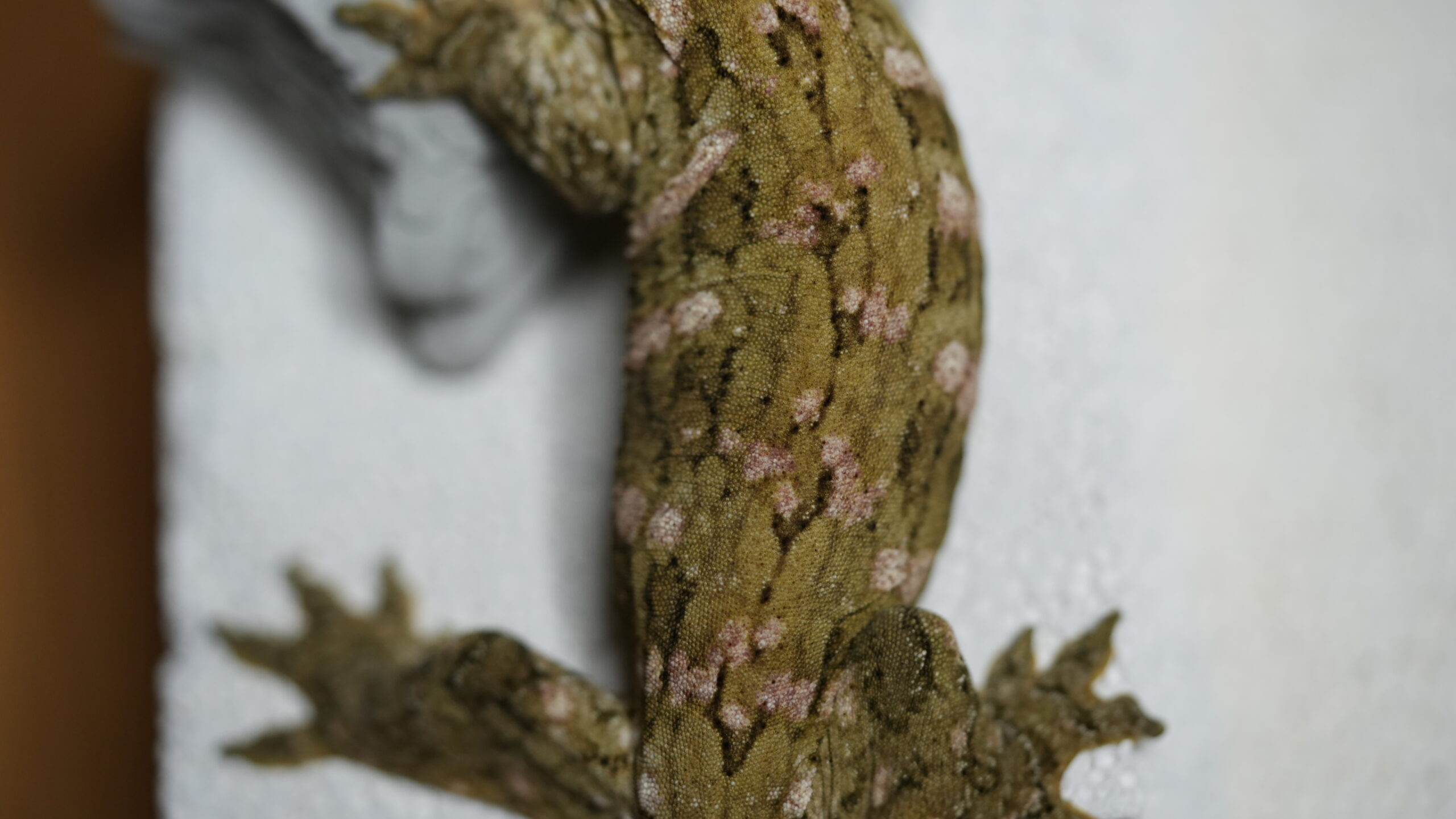 030 MTK Red:圖片 7