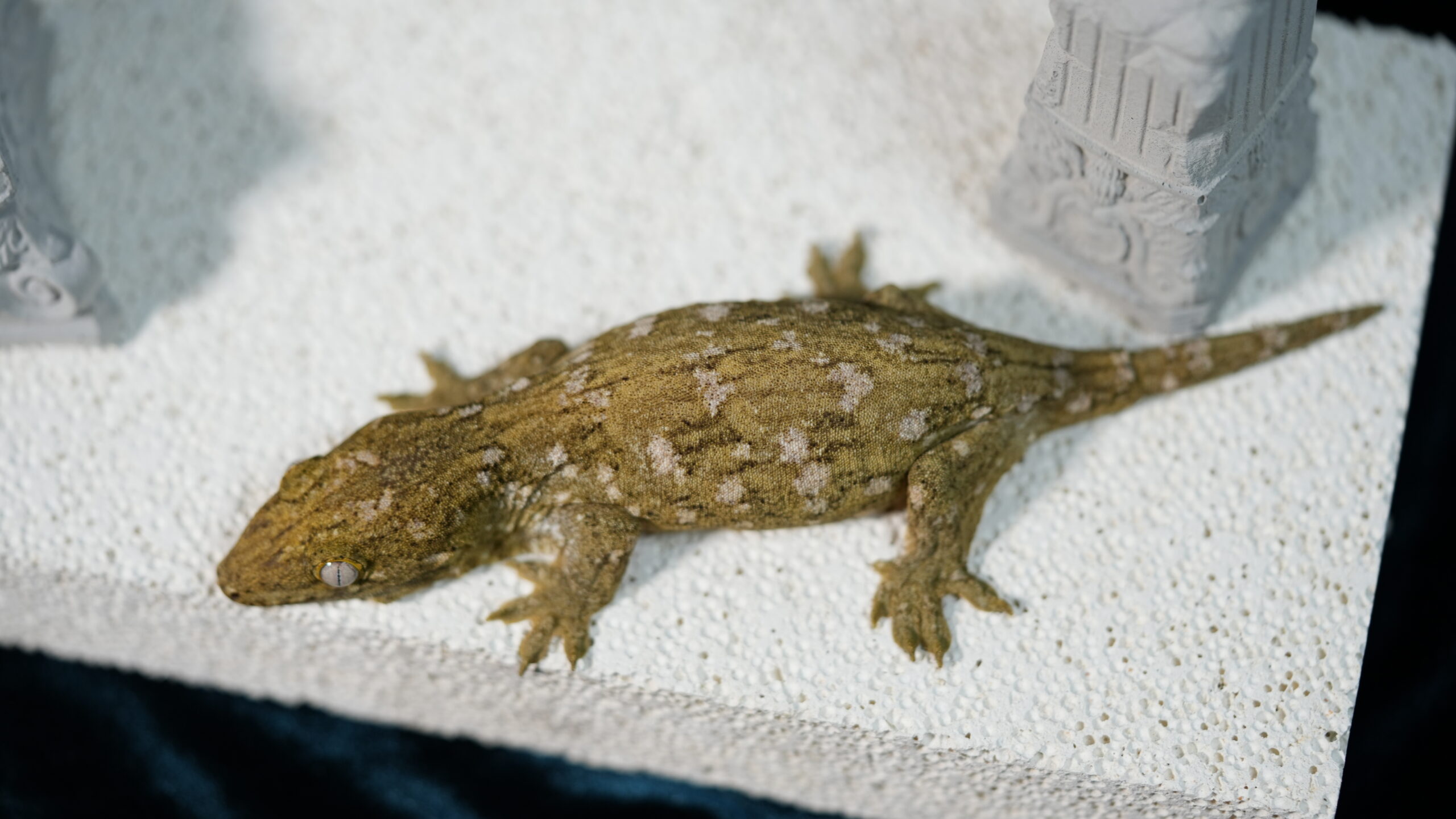 006 Pine Island:圖片 4