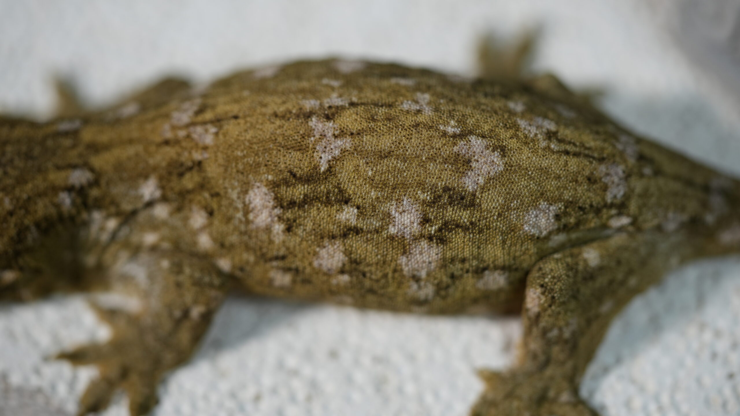 006 Pine Island:圖片 3