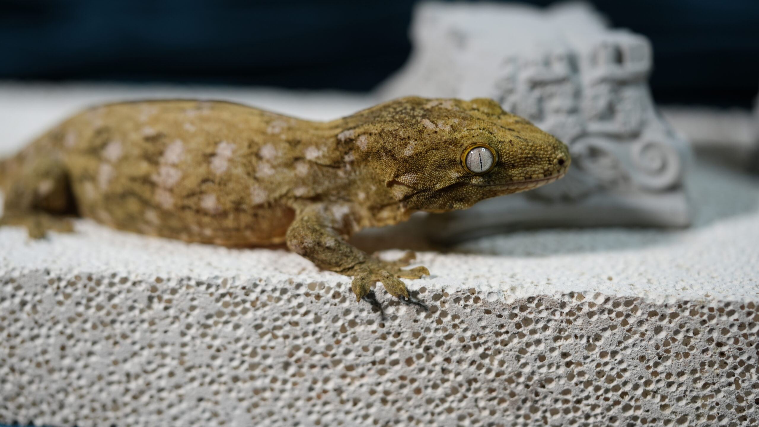 006 Pine Island:圖片 2