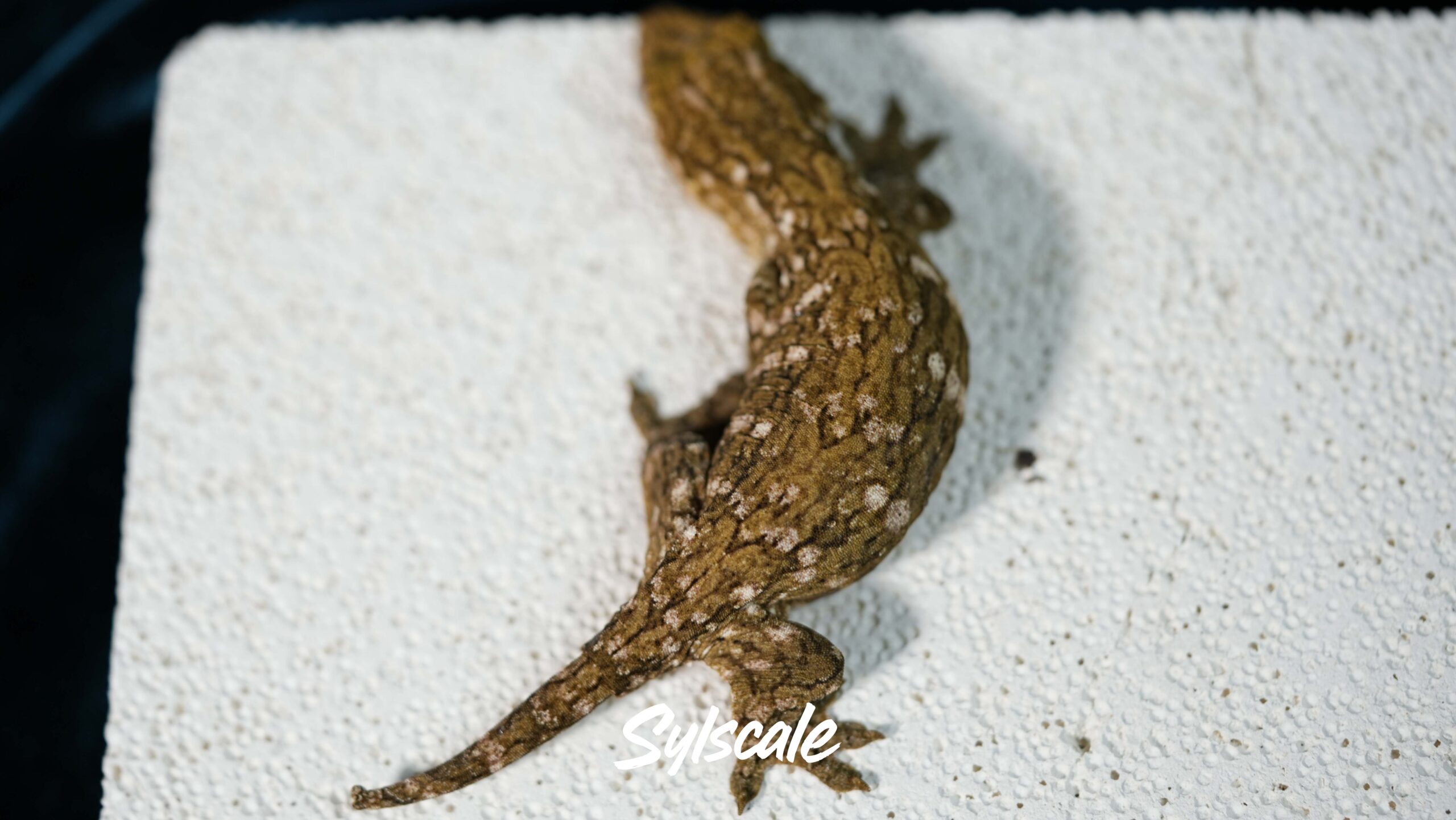 004 Nuu Ami:圖片 8