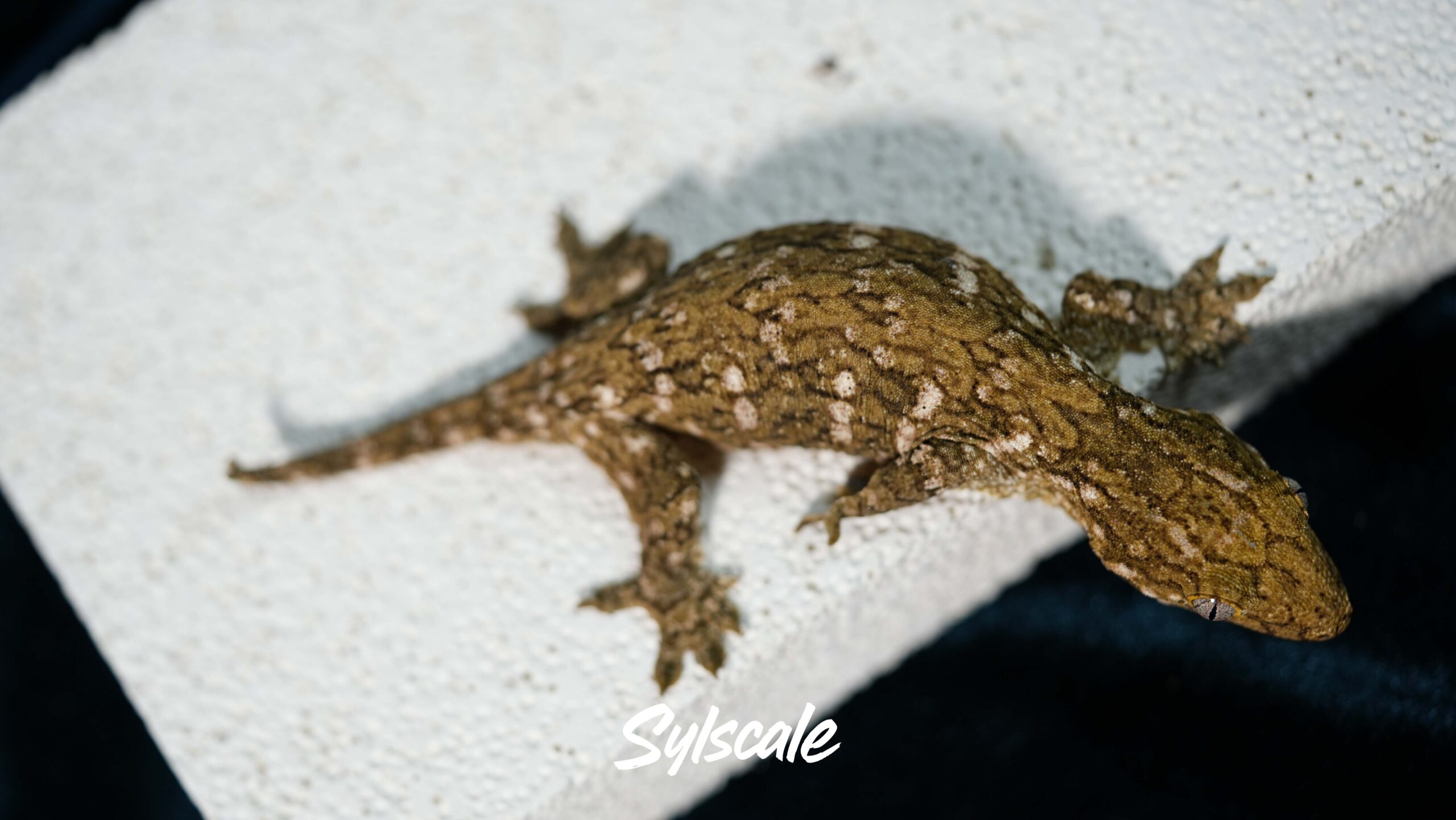 004 Nuu Ami:圖片 7