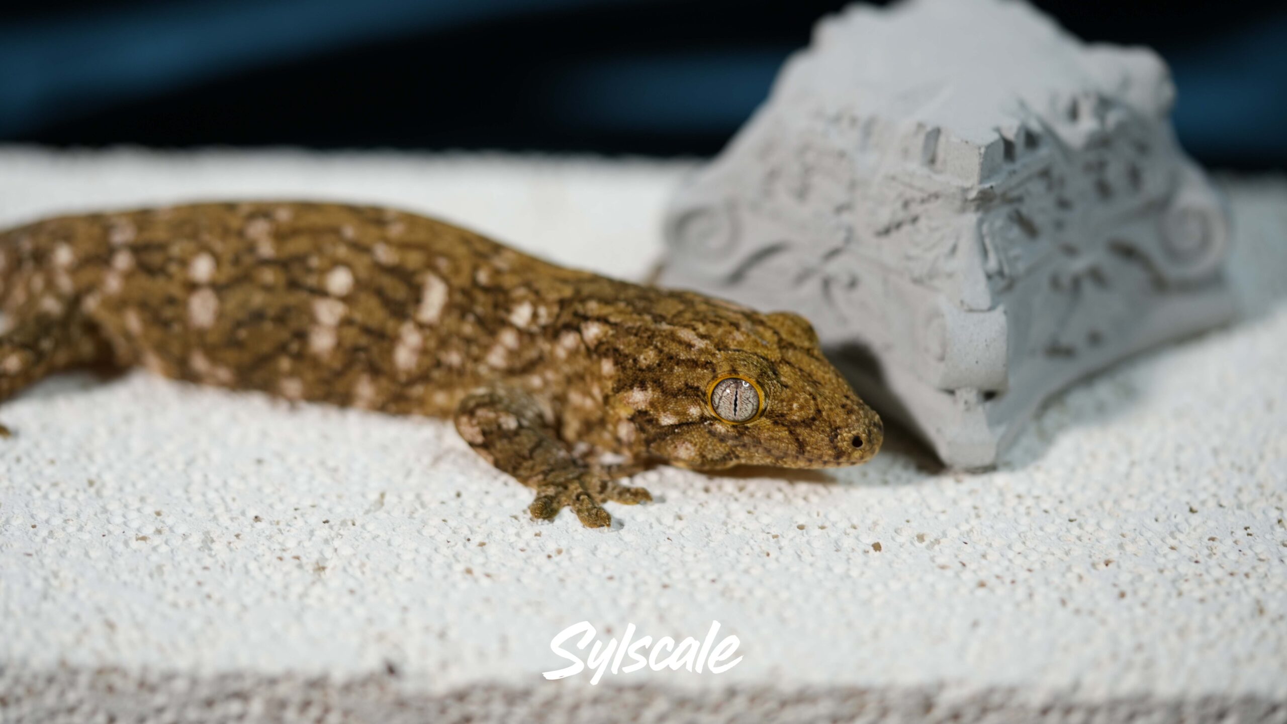 004 Nuu Ami:圖片 9