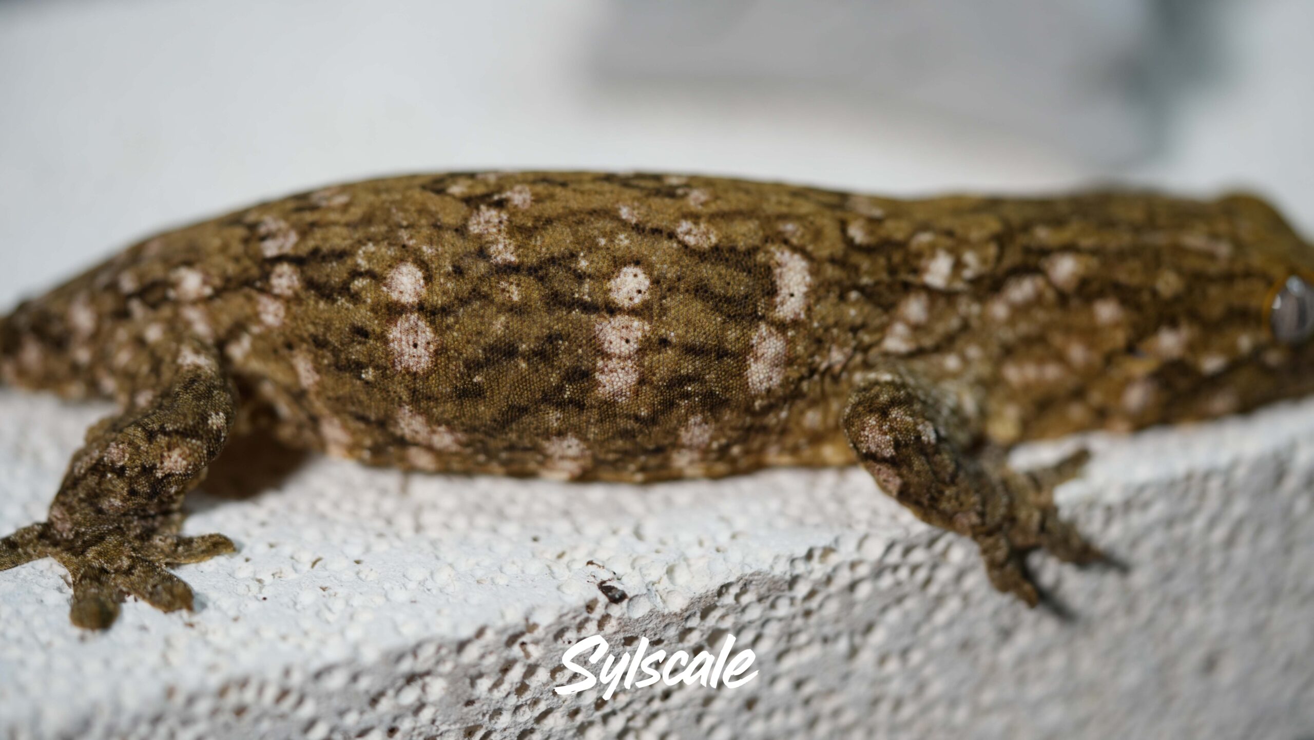 004 Nuu Ami:圖片 6