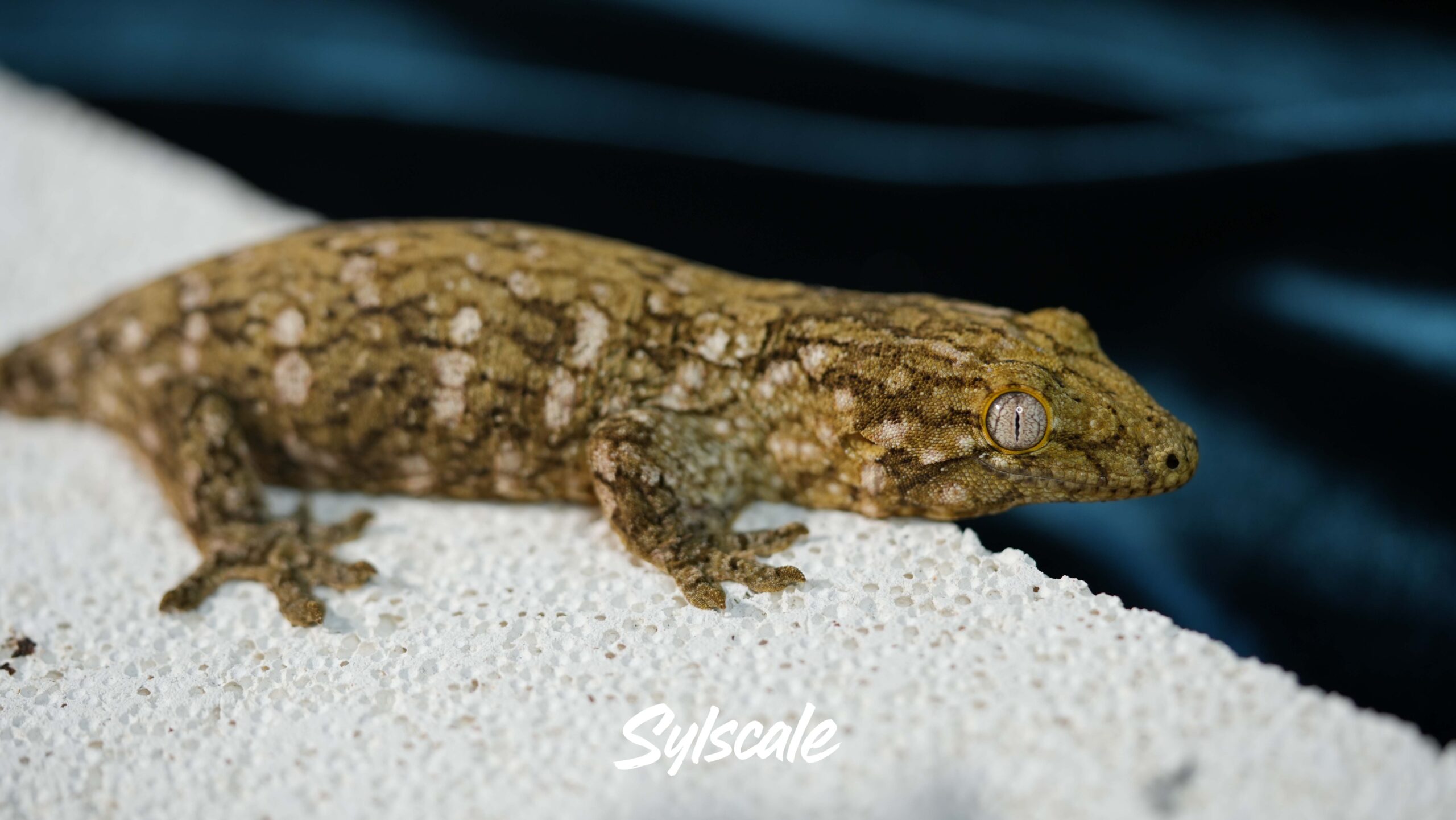 004 Nuu Ami:圖片 5