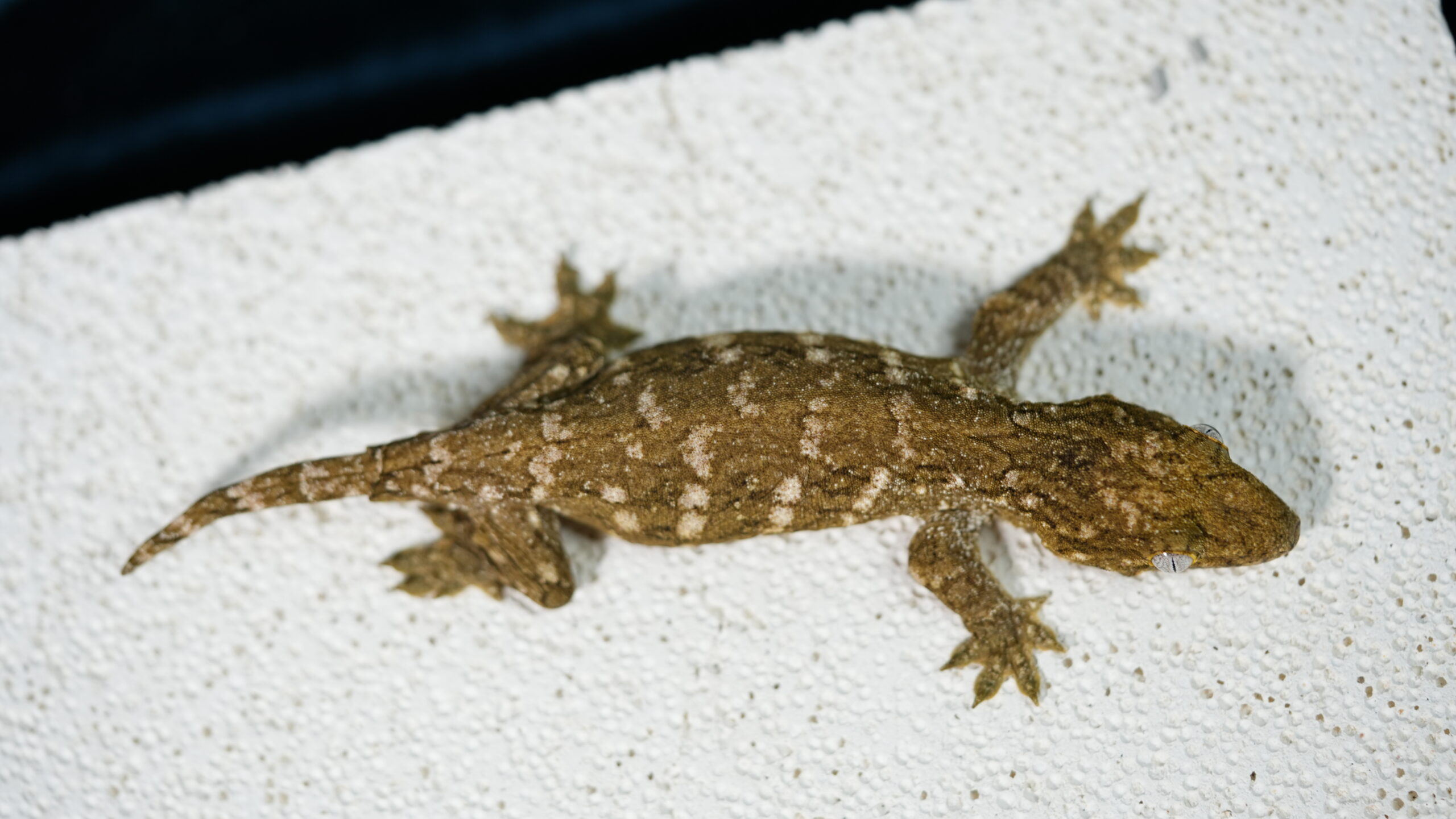 013 Pine Island:圖片 5