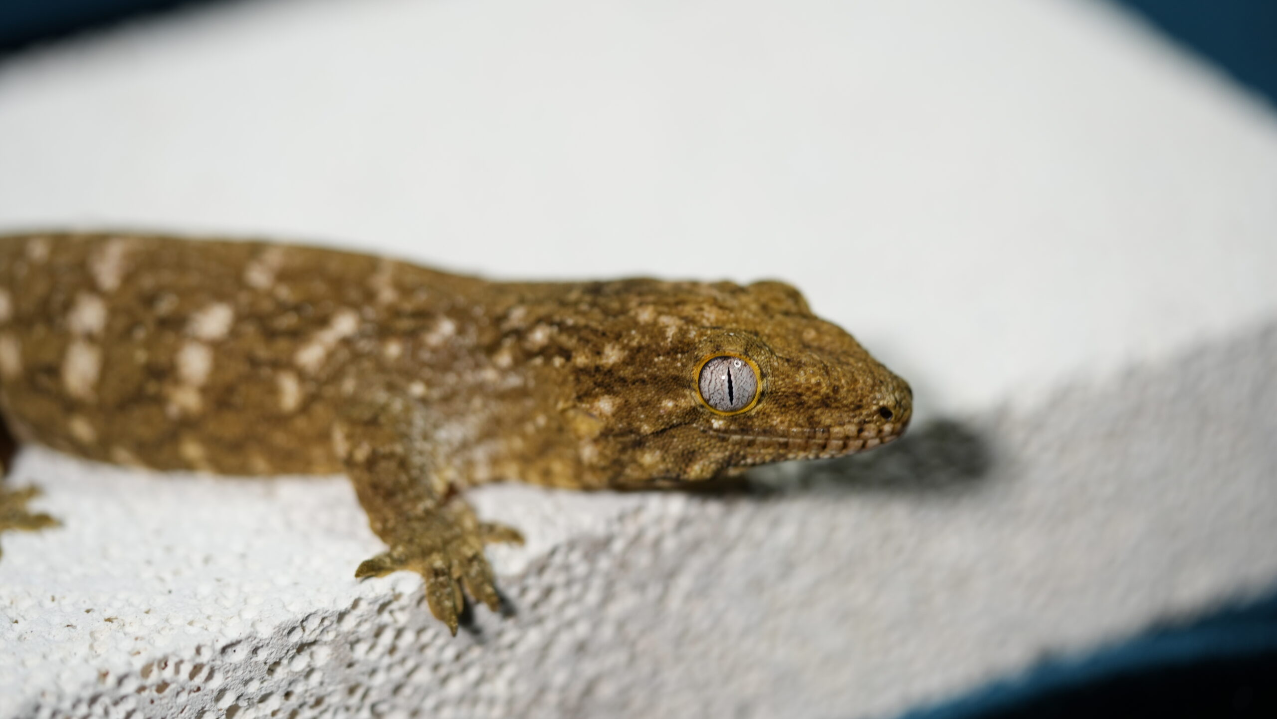 013 Pine Island:圖片 3