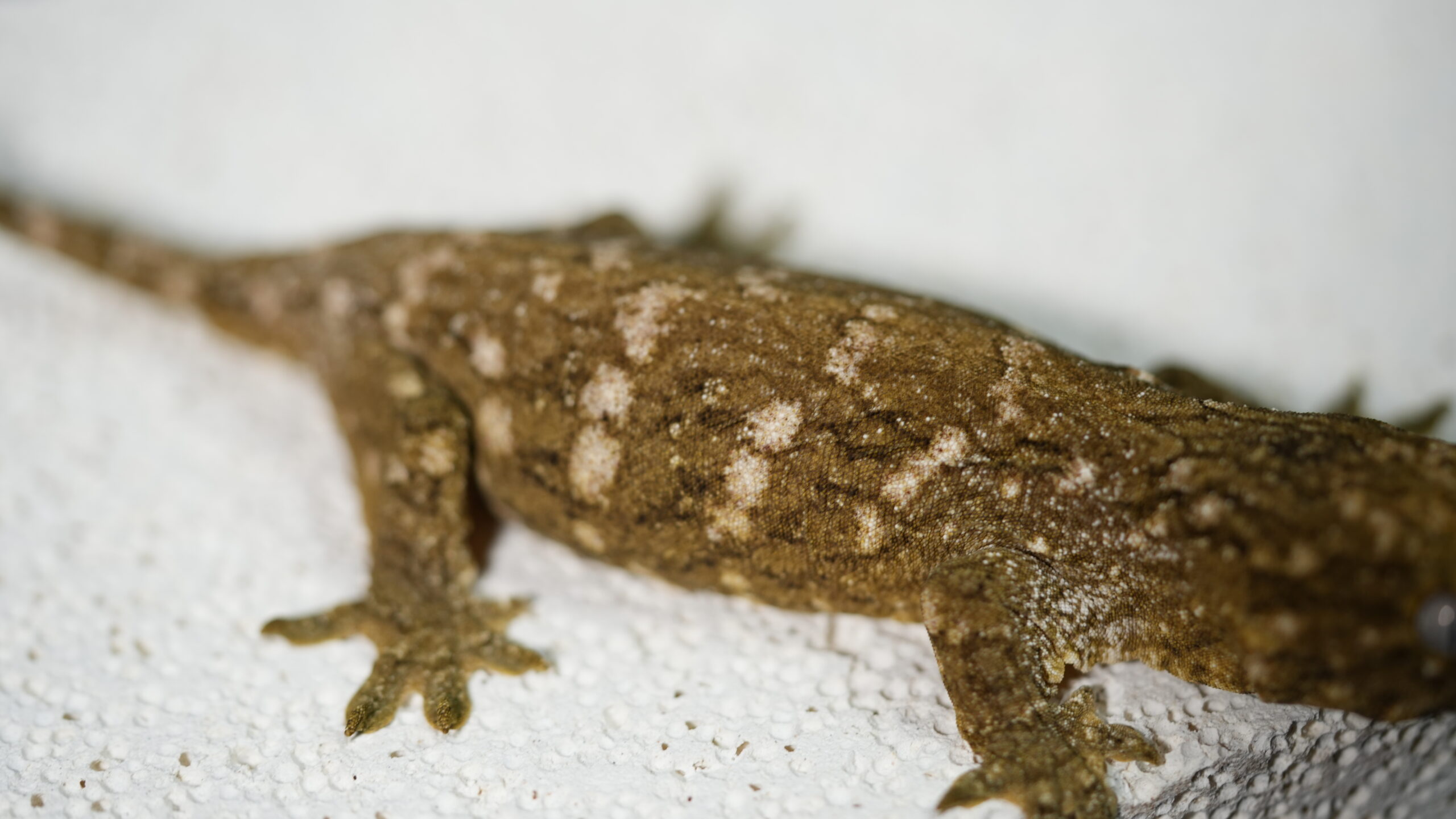 013 Pine Island:圖片 4