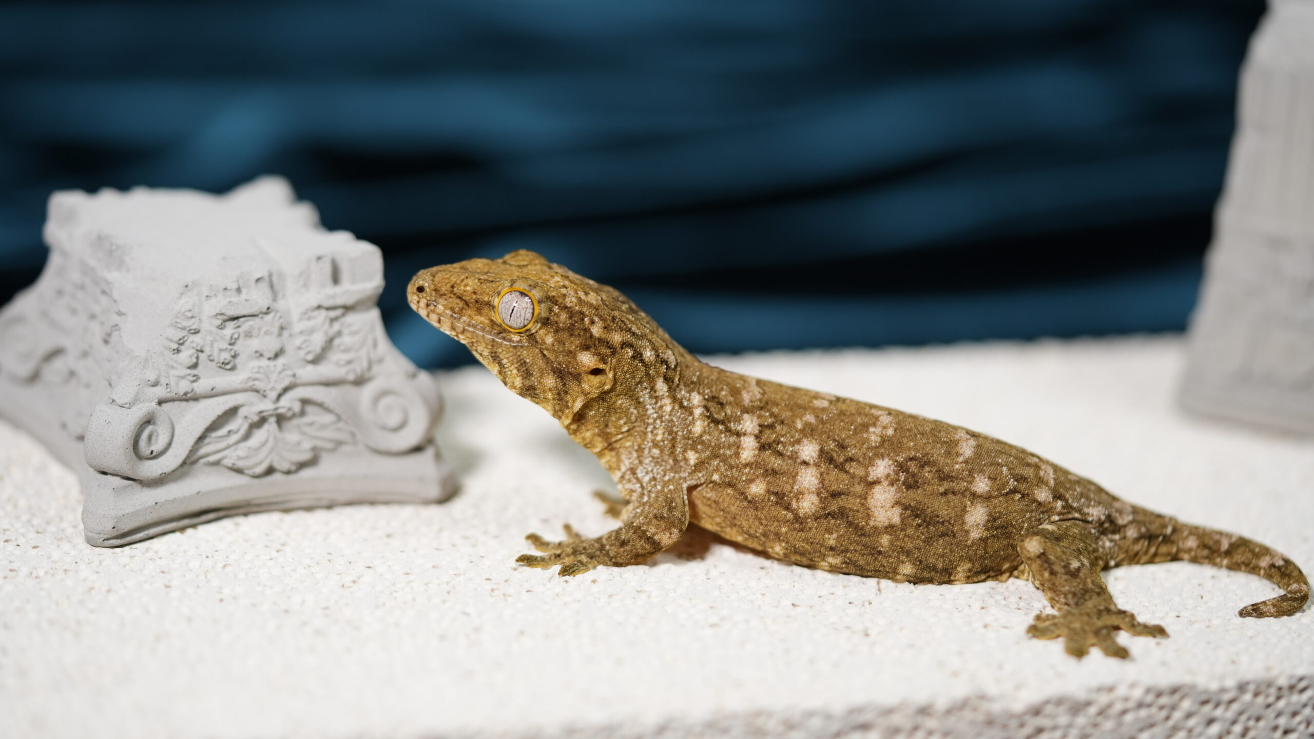 013 Pine Island:圖片 2