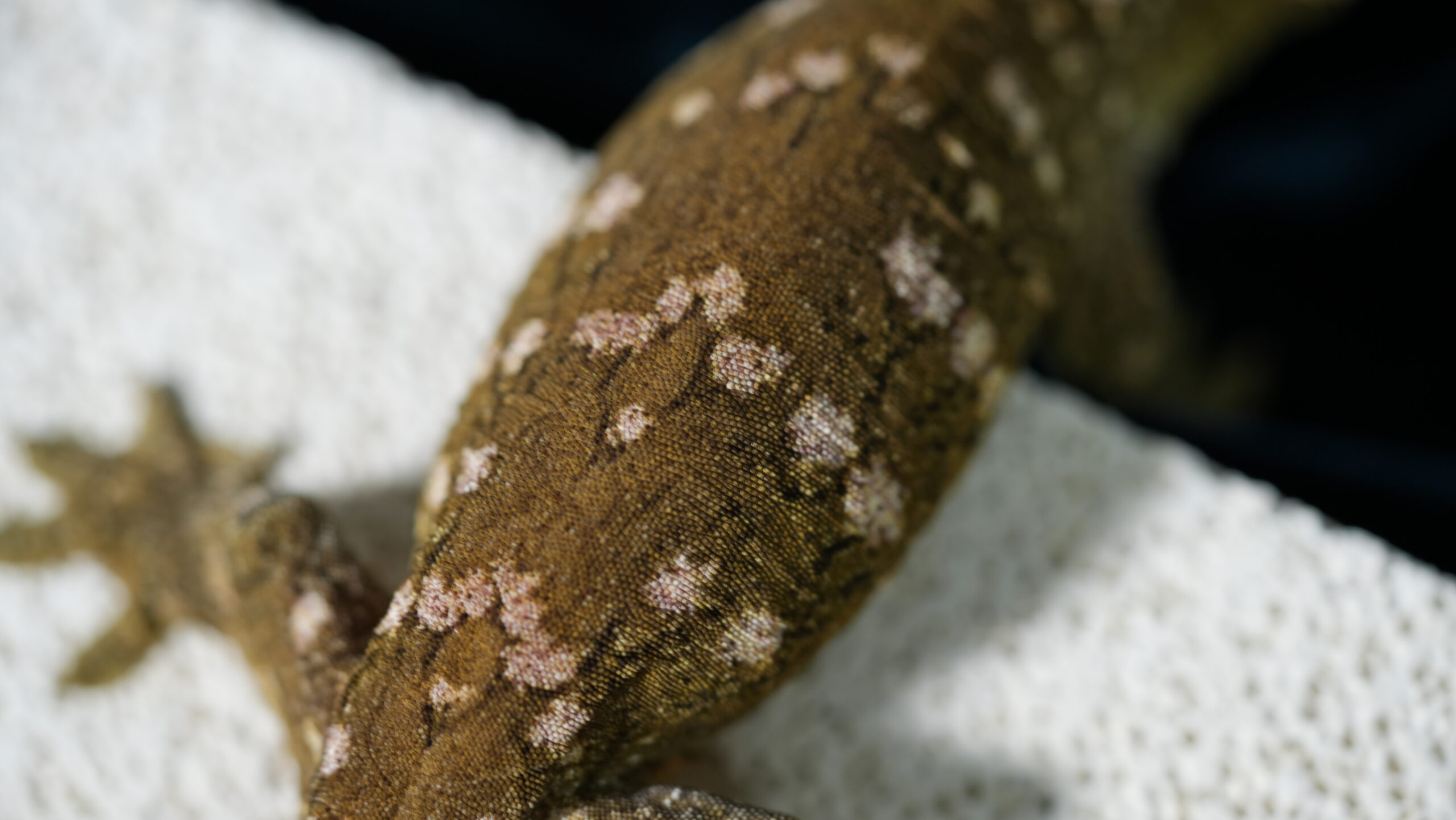 015 MTk x GTB:圖片 3