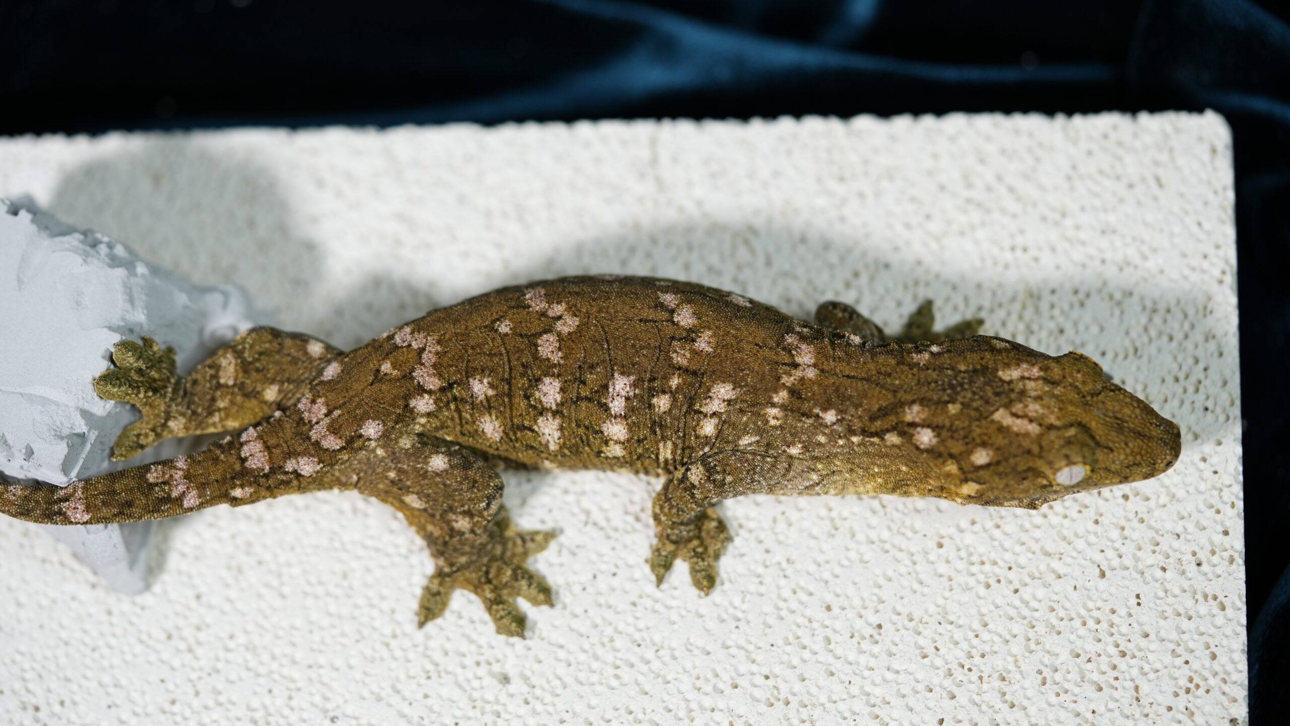 015 MTk x GTB:圖片 2