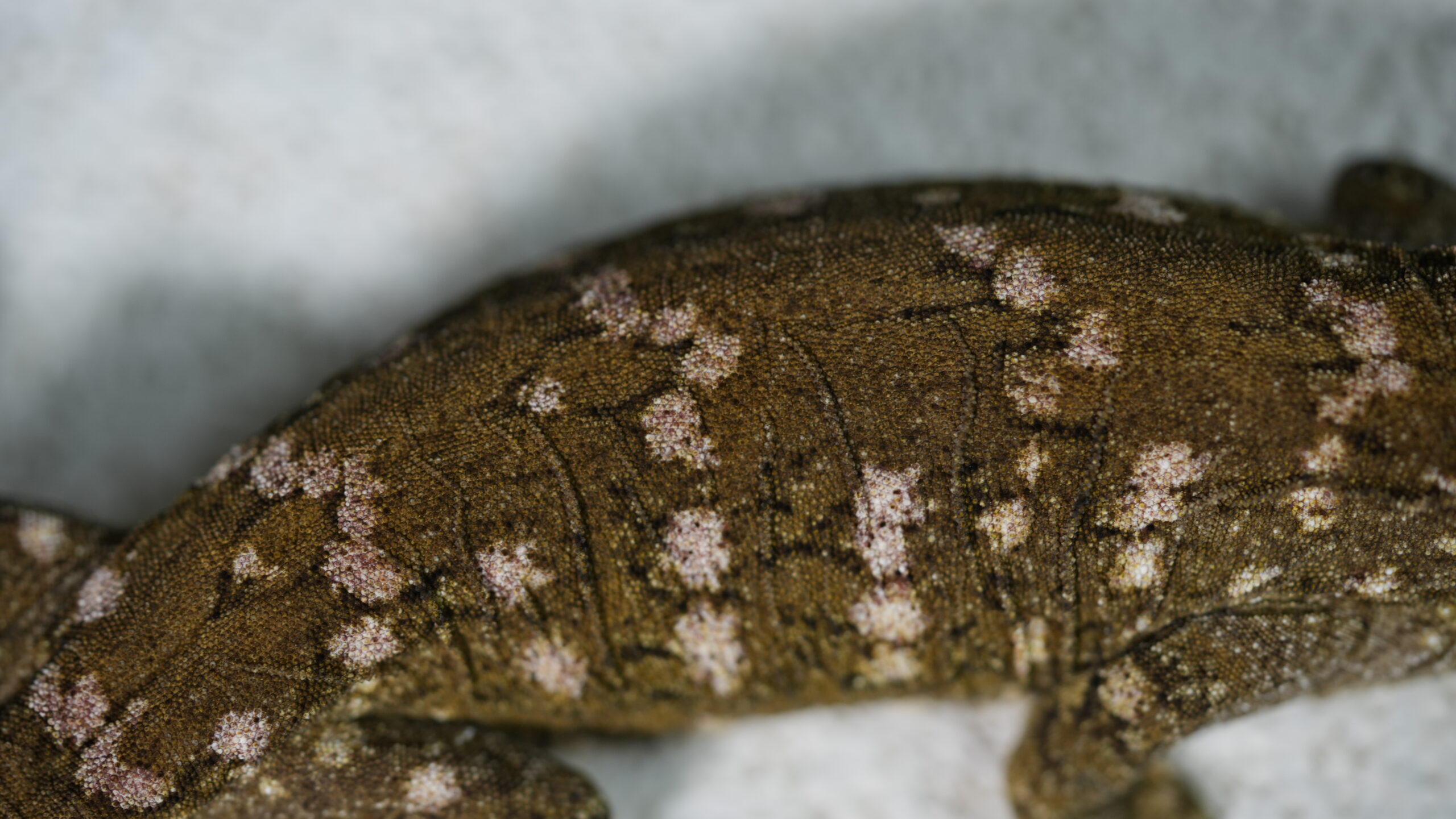 015 MTk x GTB:圖片 4