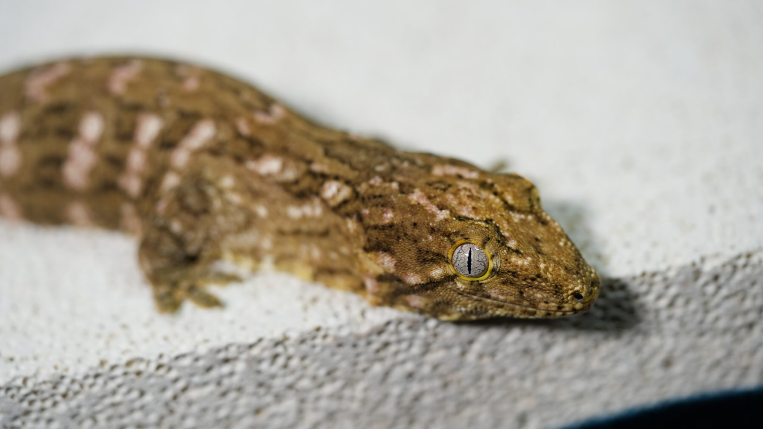 030 MTK Red:圖片 10