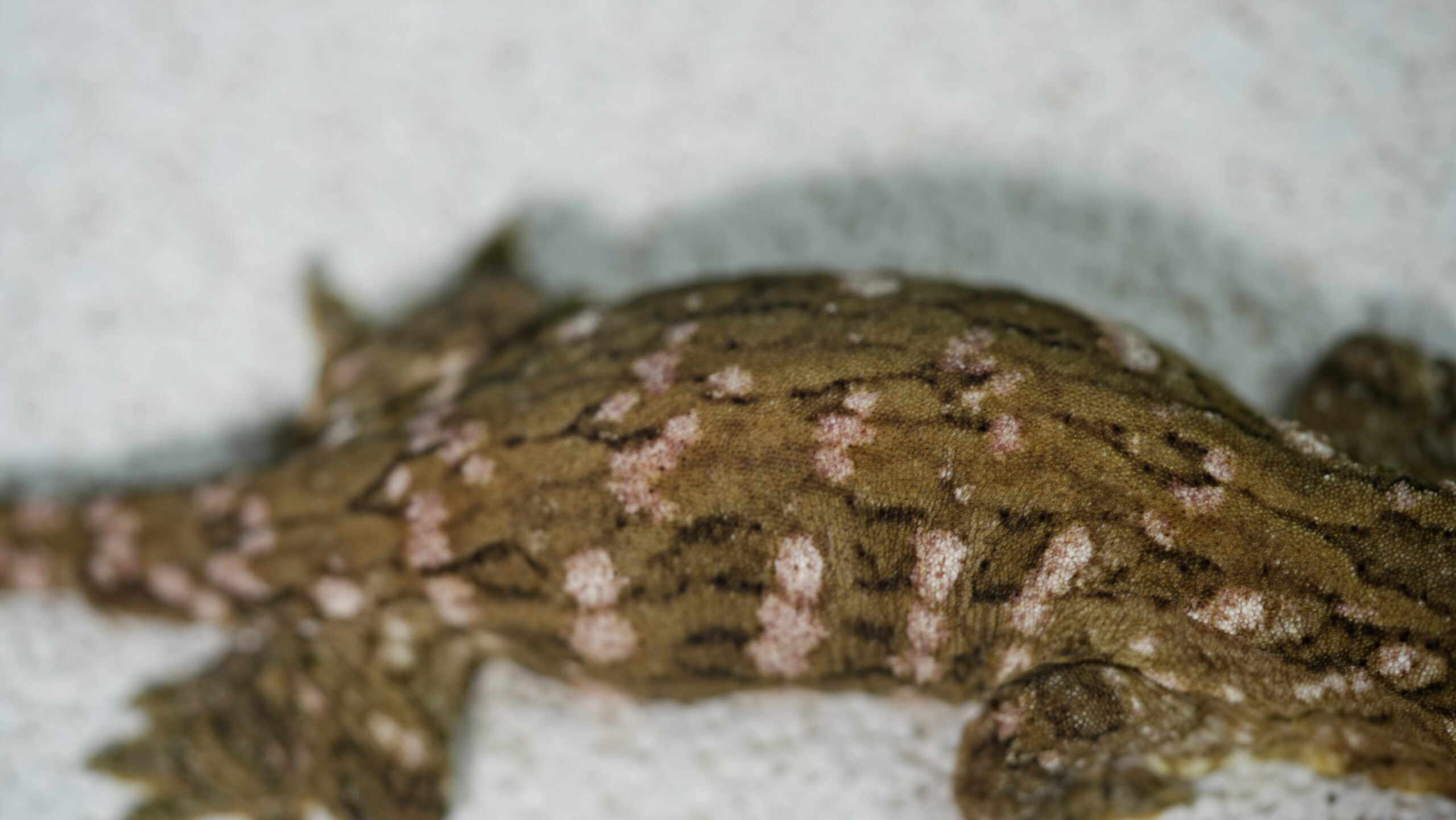 030 MTK Red:圖片 6