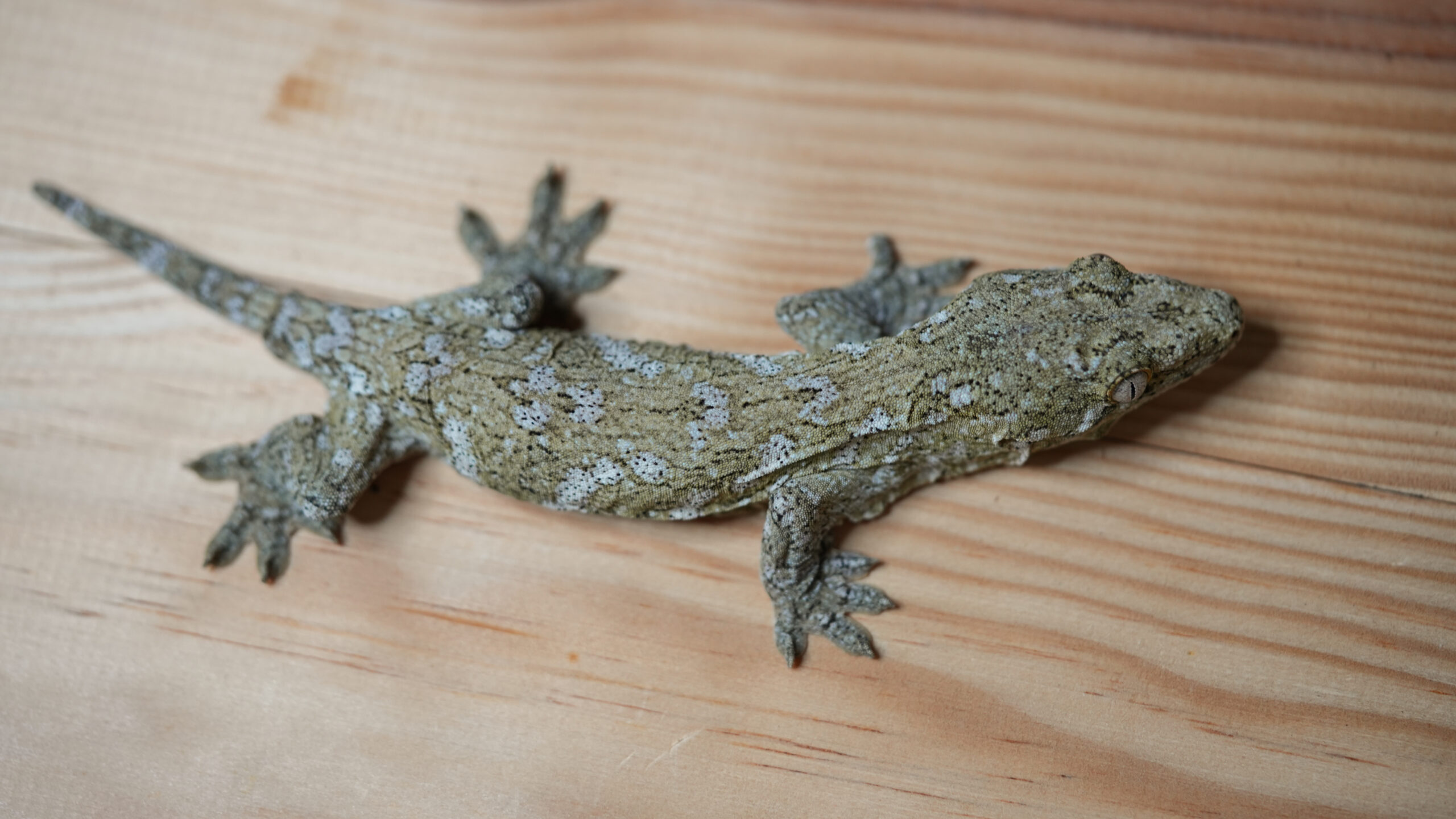 192 Pine Island:圖片 7