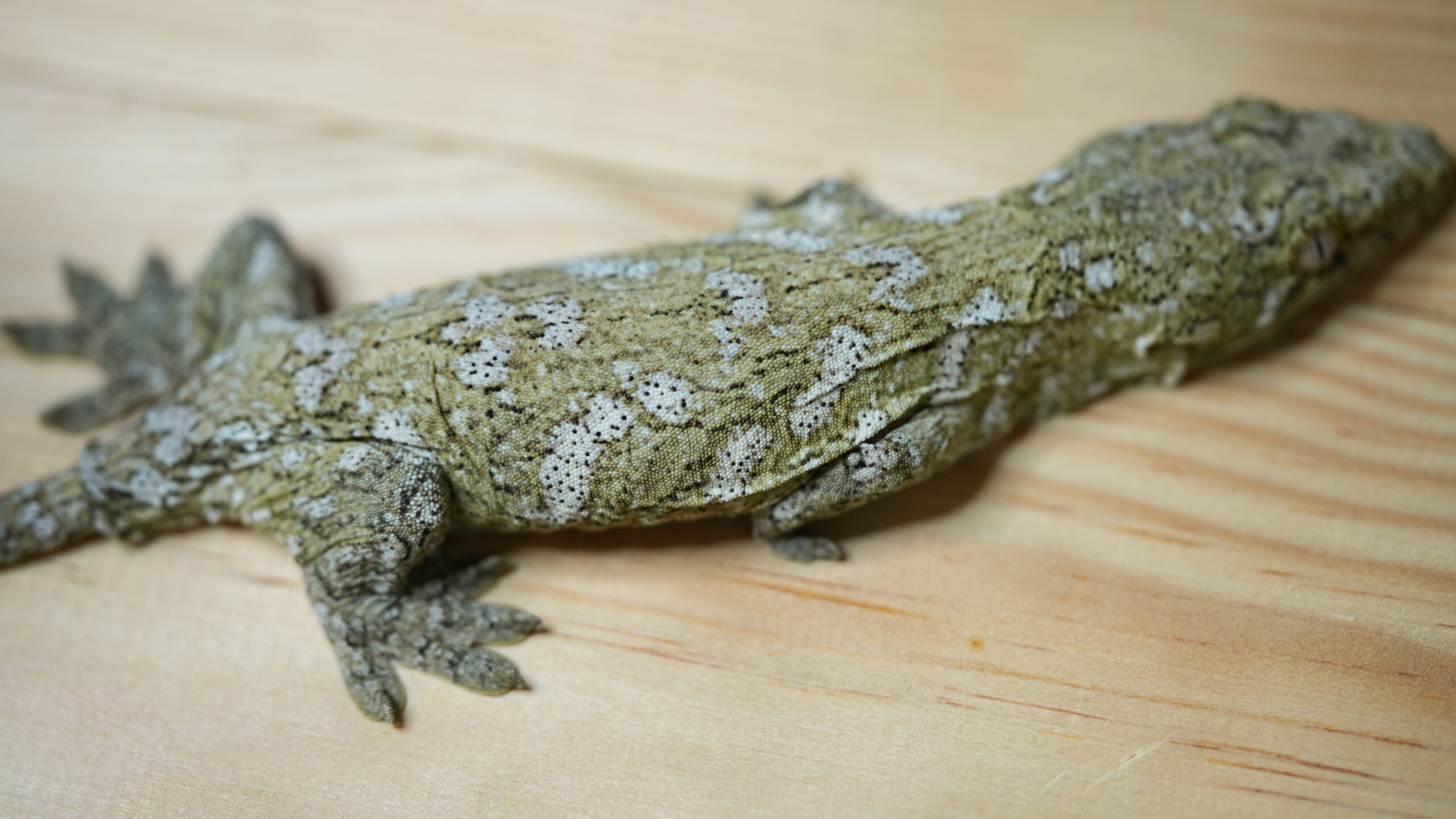 192 Pine Island:圖片 6