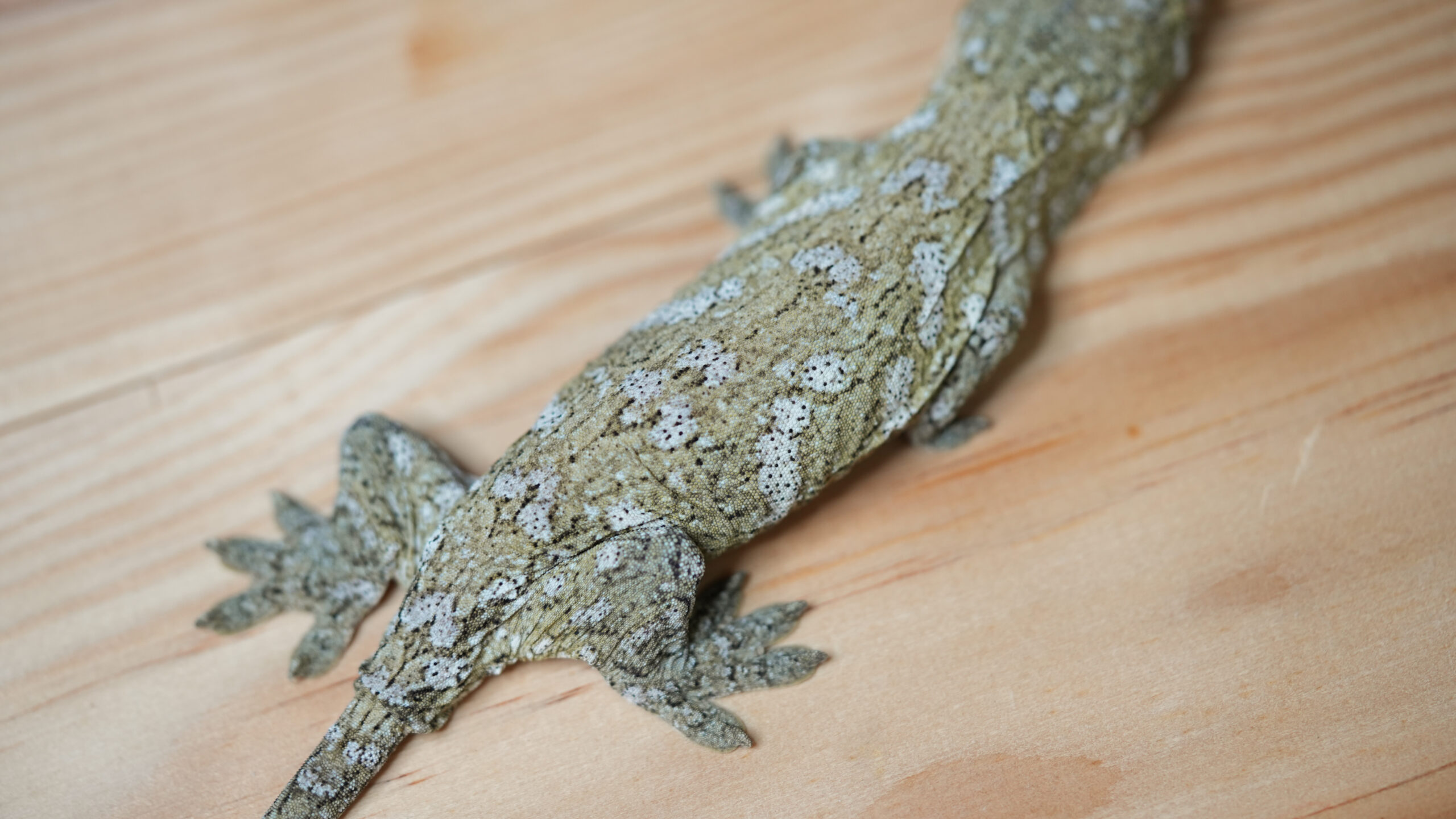 192 Pine Island:圖片 5