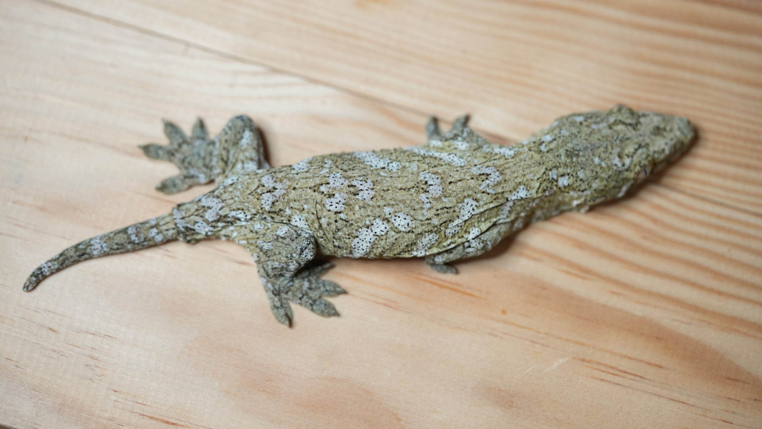 192 Pine Island:圖片 4