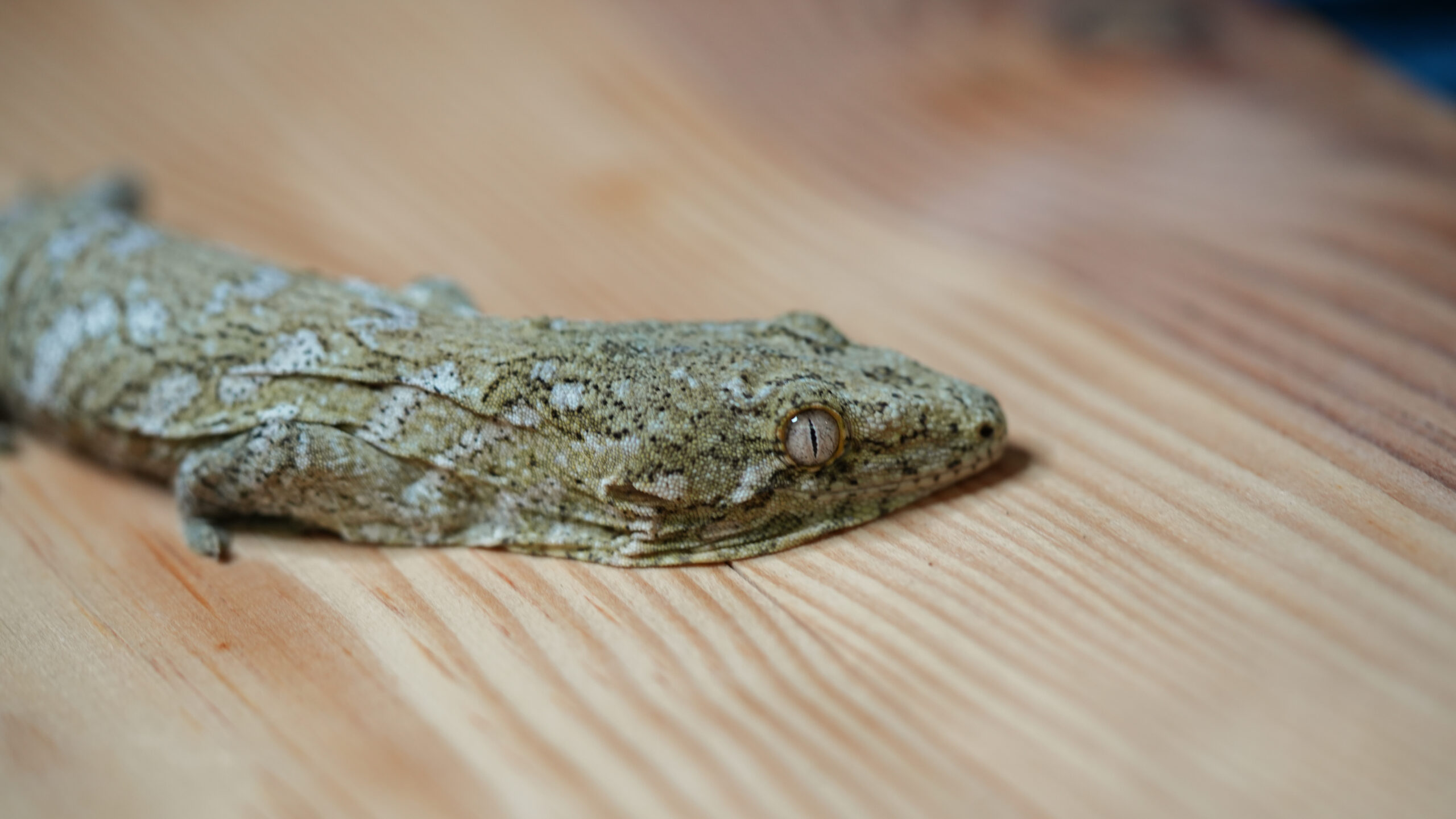 192 Pine Island:圖片 2