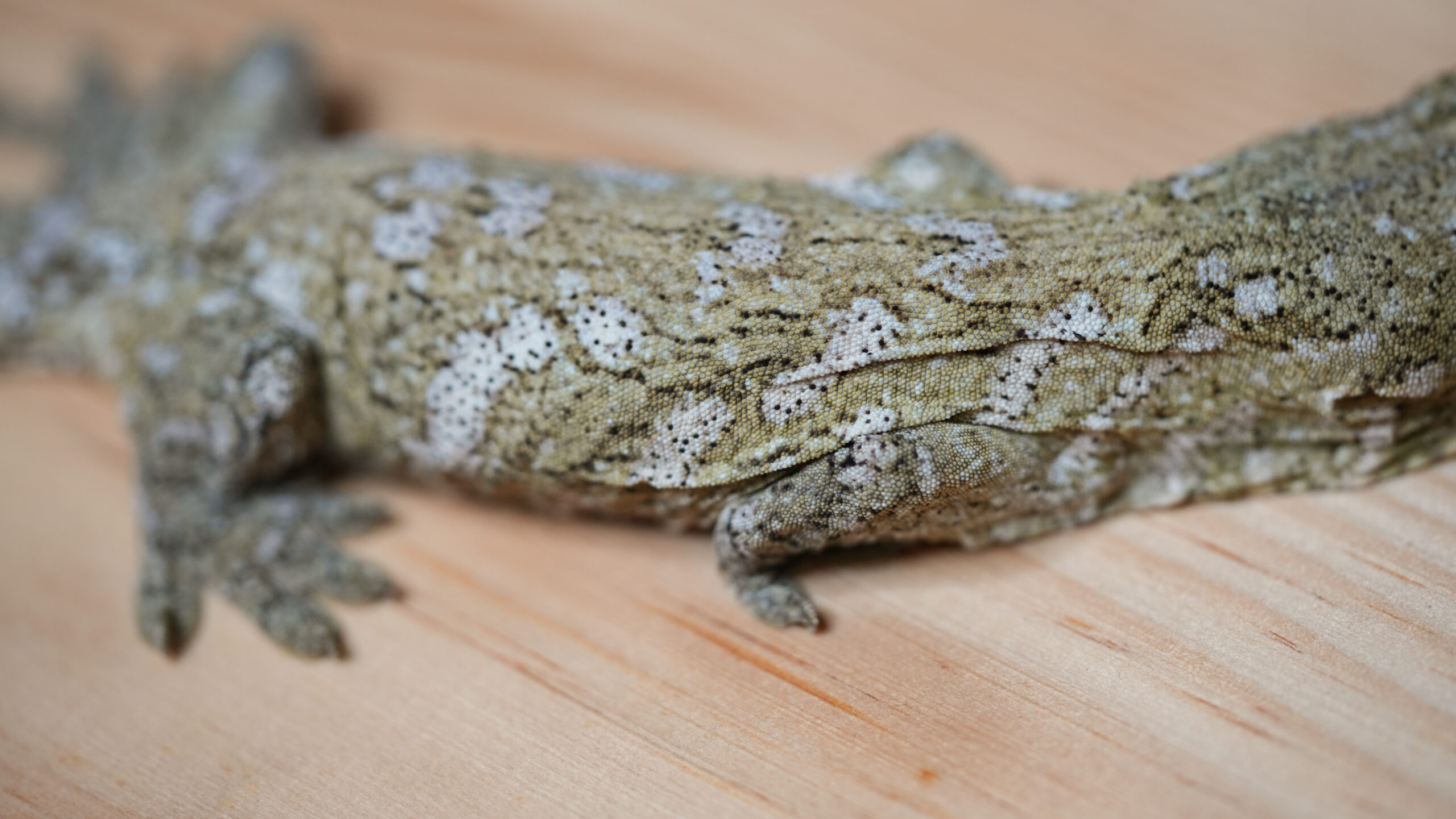 192 Pine Island:圖片 3