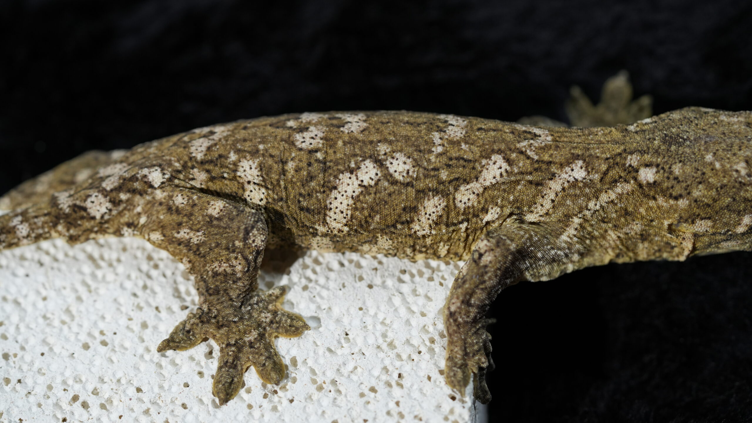 192 Pine Island:圖片 8