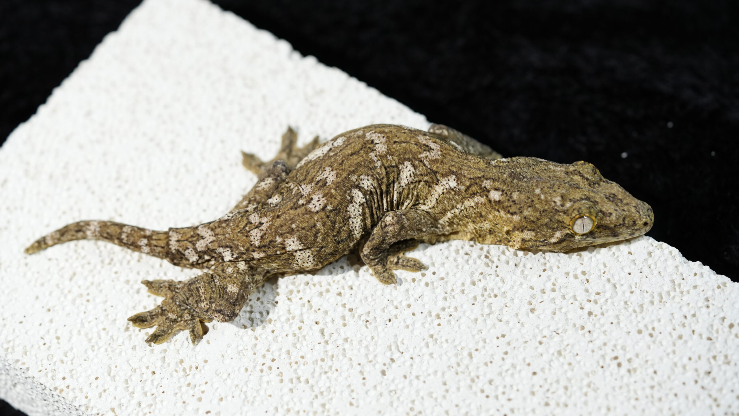 192 Pine Island:圖片 9