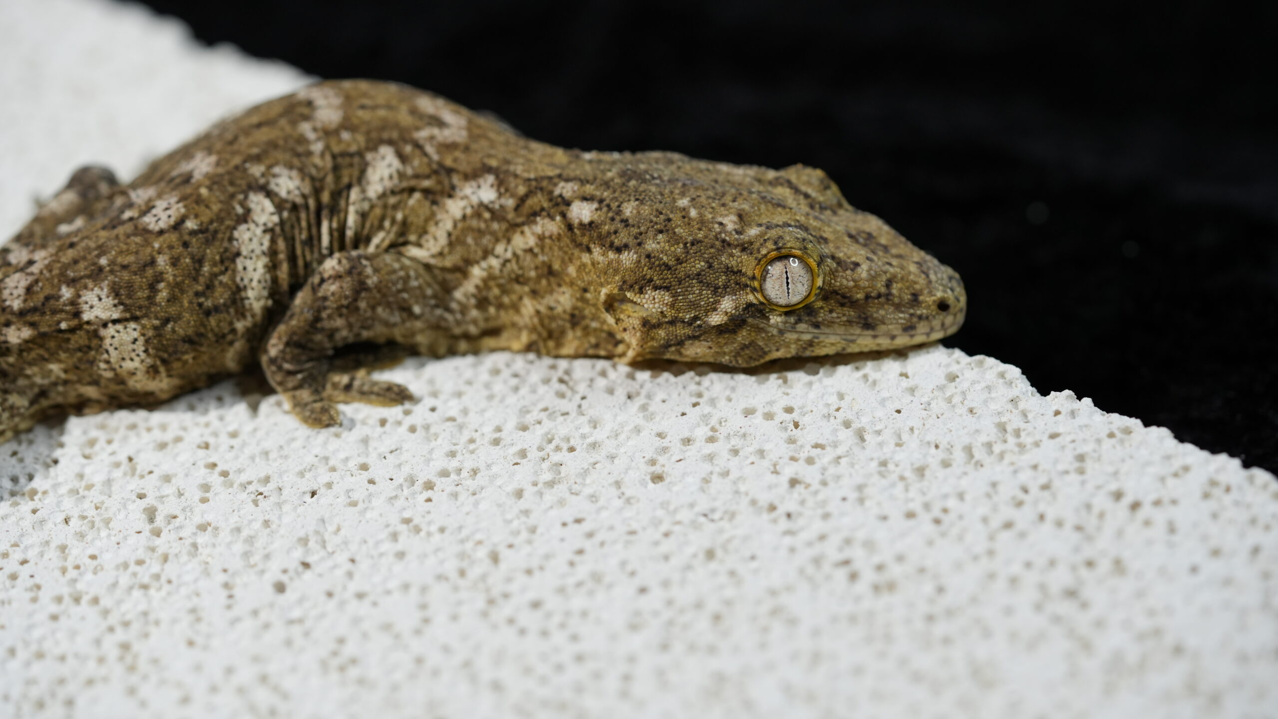 192 Pine Island:圖片 10