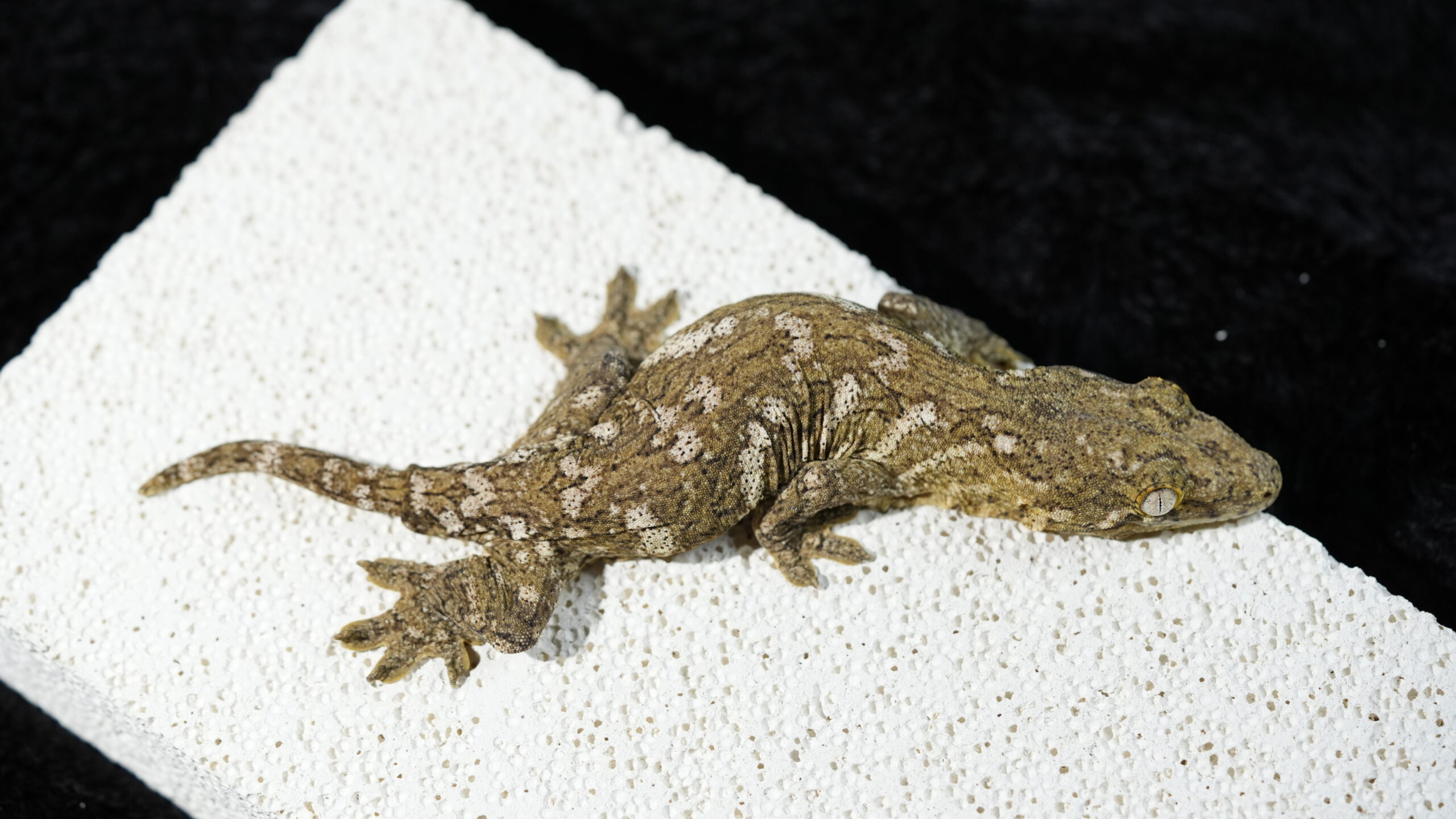 192 Pine Island:圖片 11