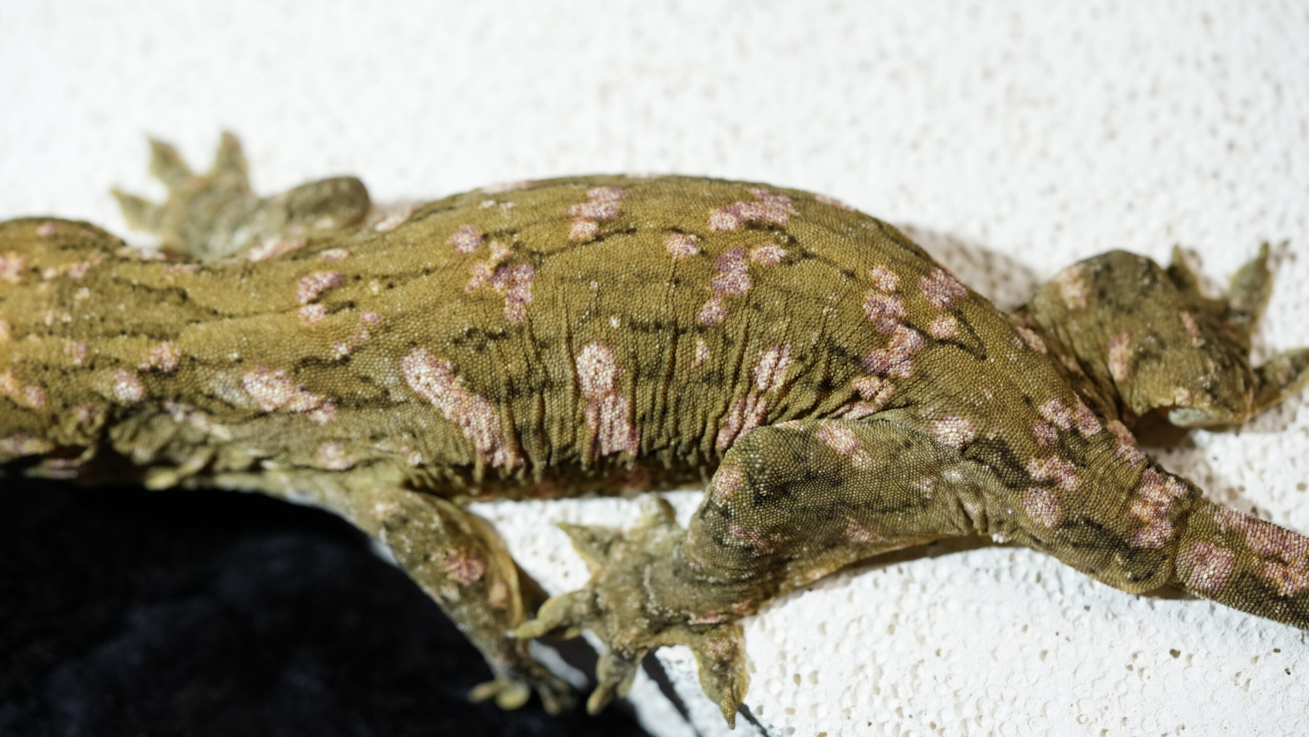 030 MTK Red:圖片 2