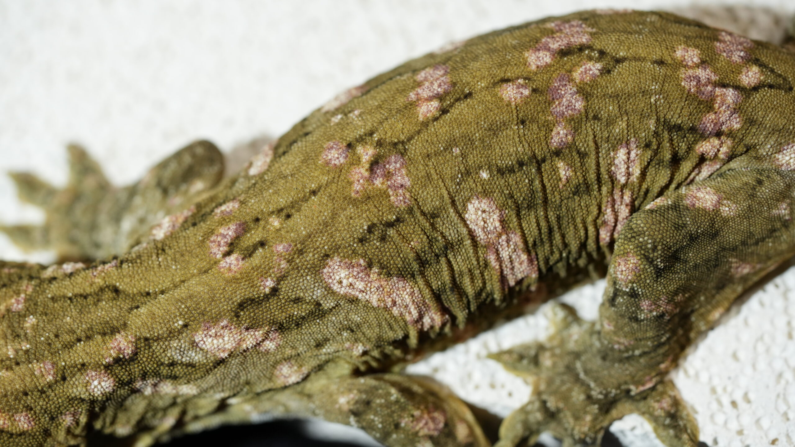 030 MTK Red:圖片 3