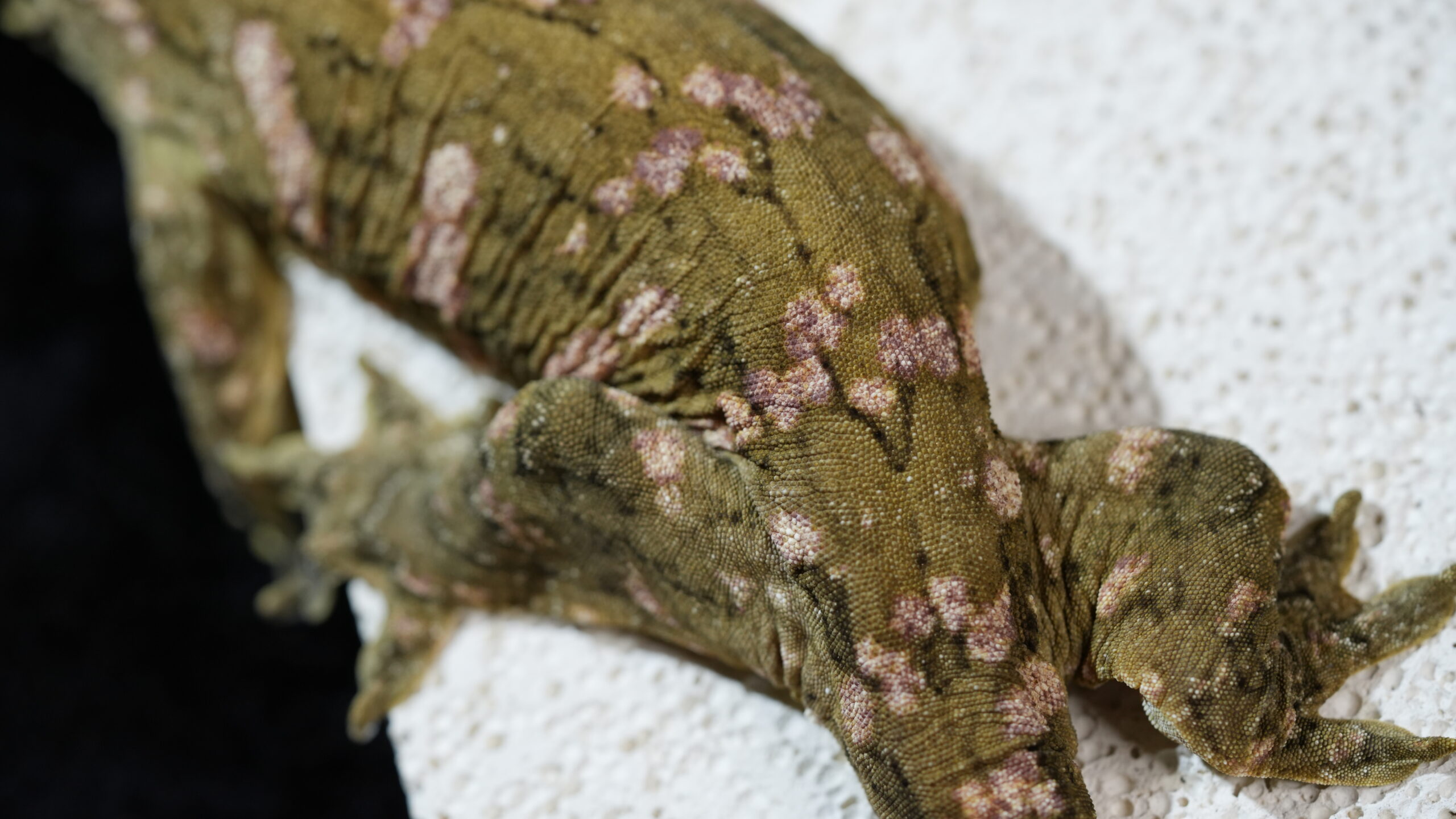 030 MTK Red:圖片 5