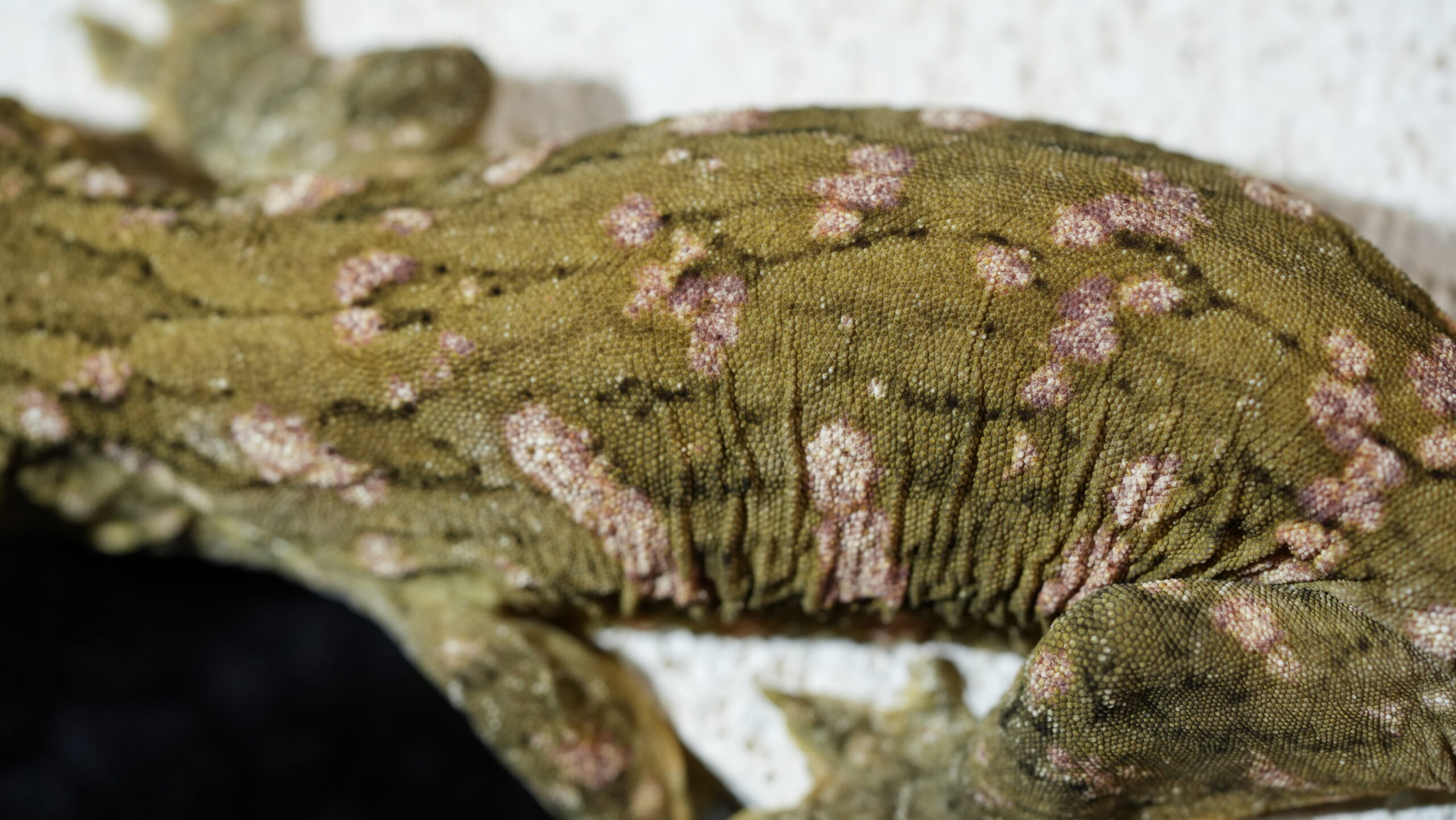 030 MTK Red:圖片 4