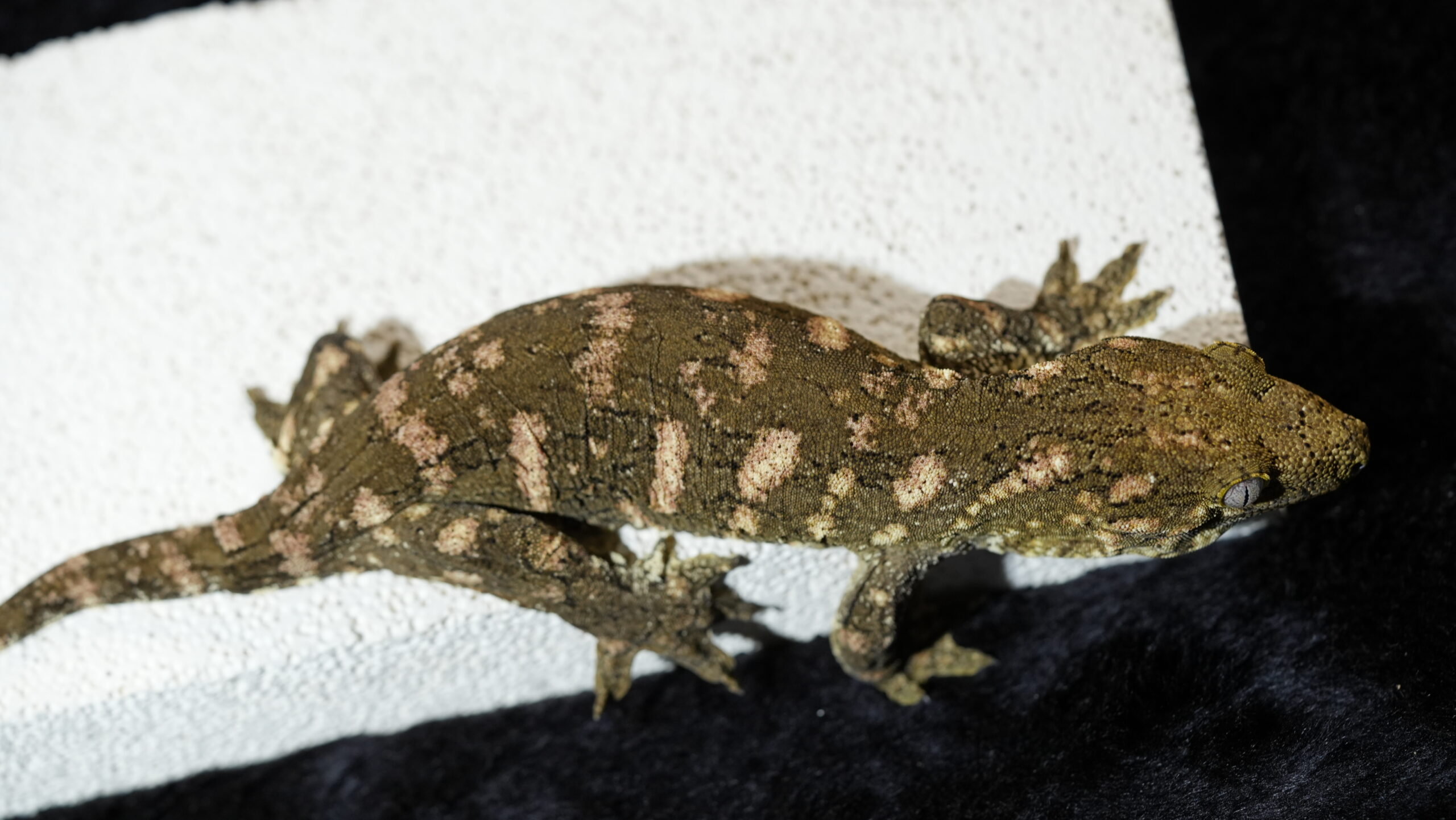 051 Redbar:圖片 14