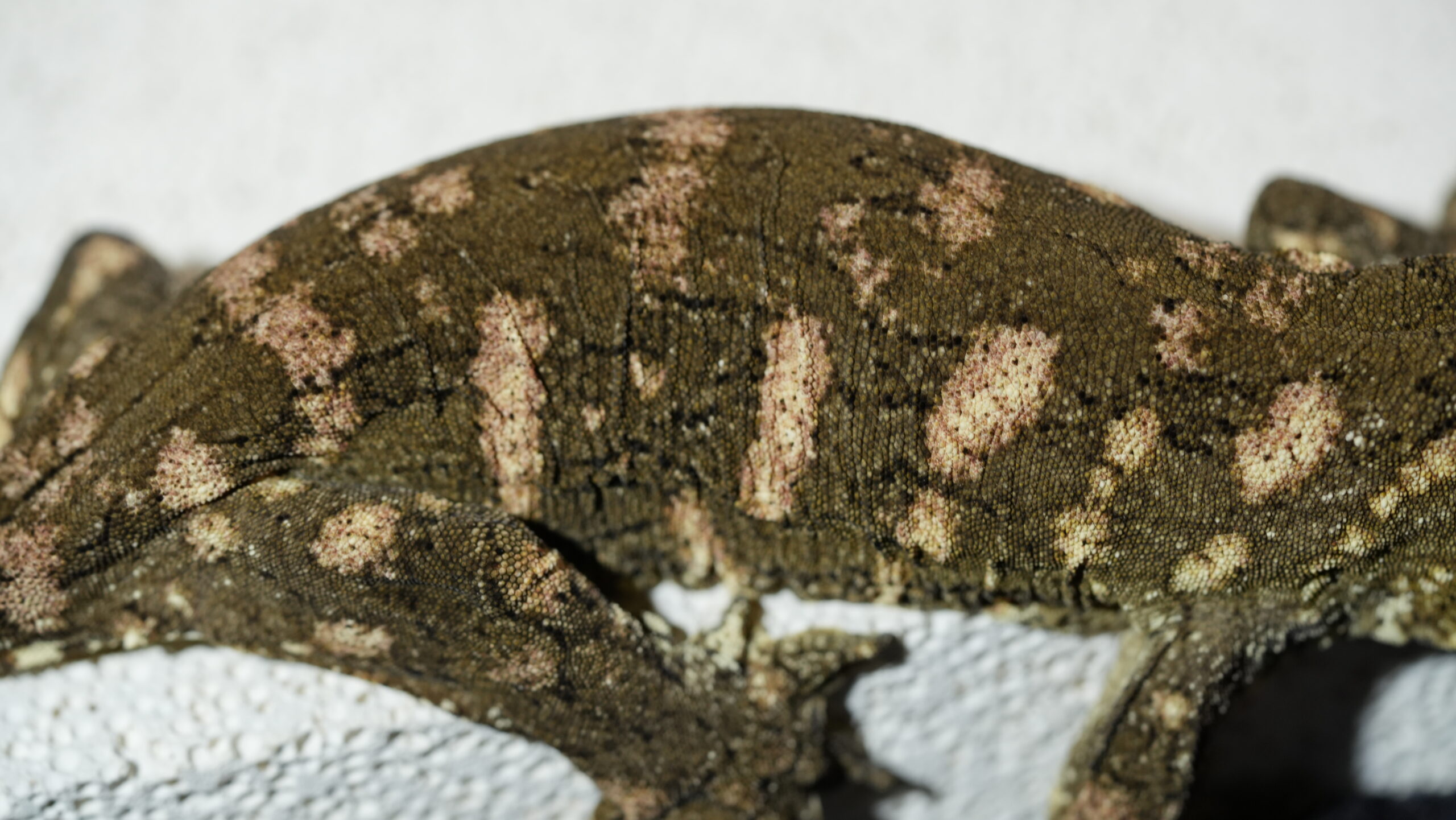 051 Redbar:圖片 13