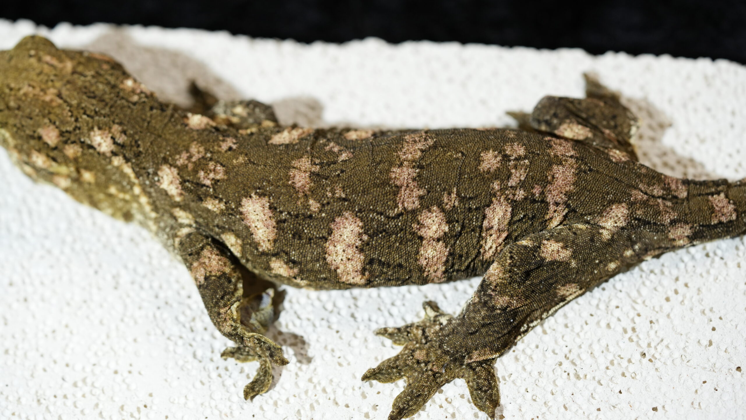 051 Redbar:圖片 12