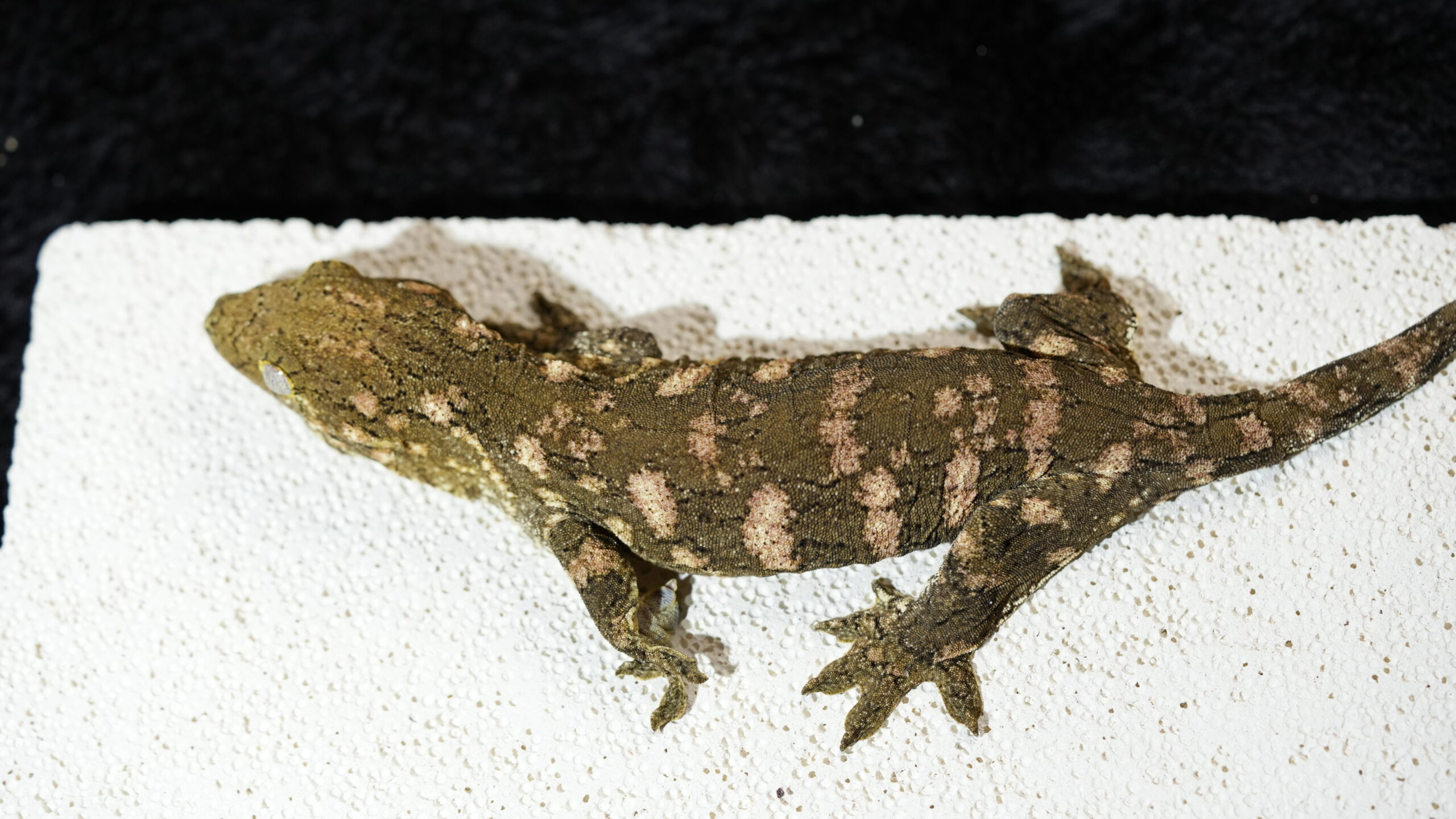 051 Redbar:圖片 11