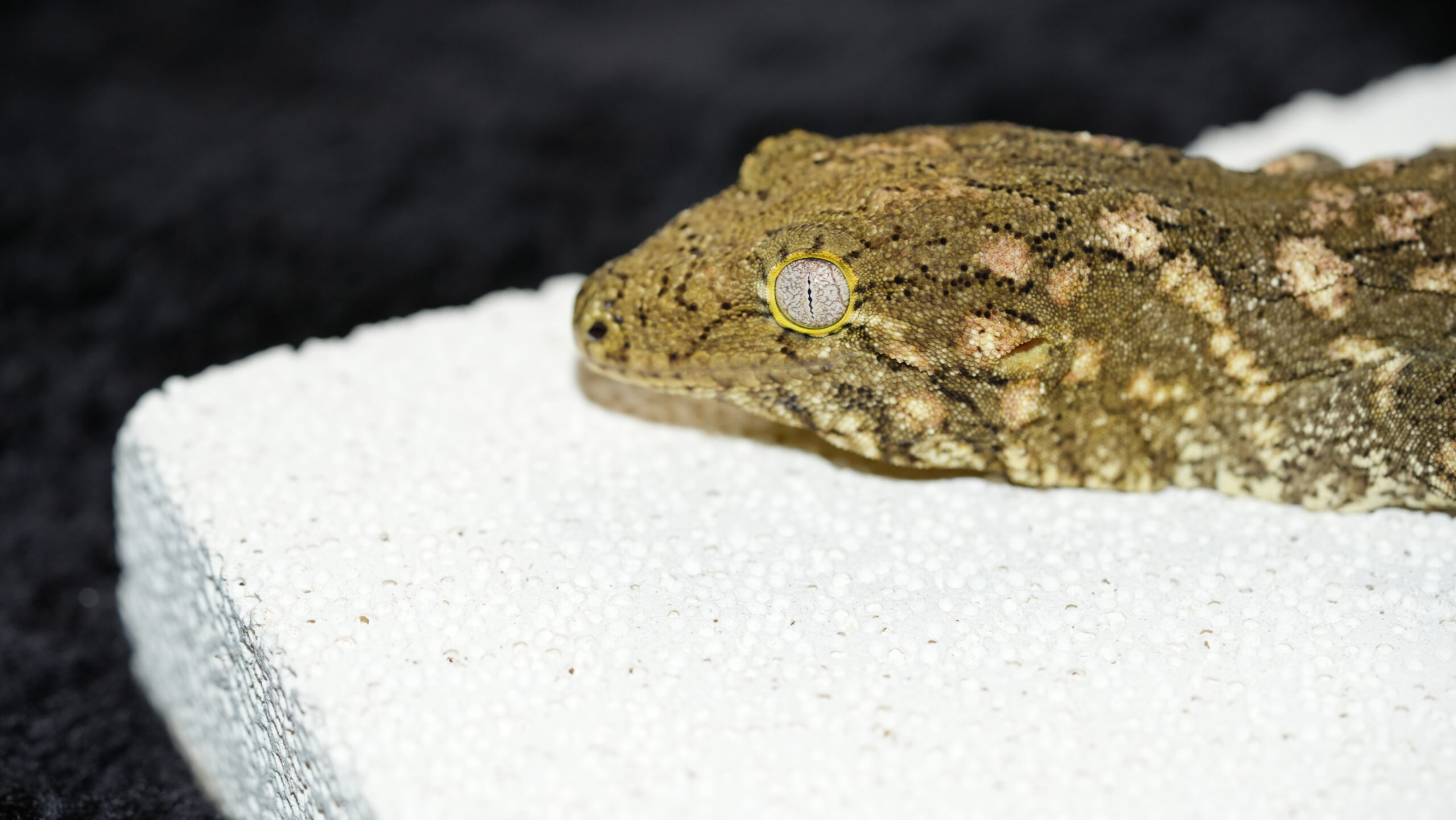 051 Redbar:圖片 10