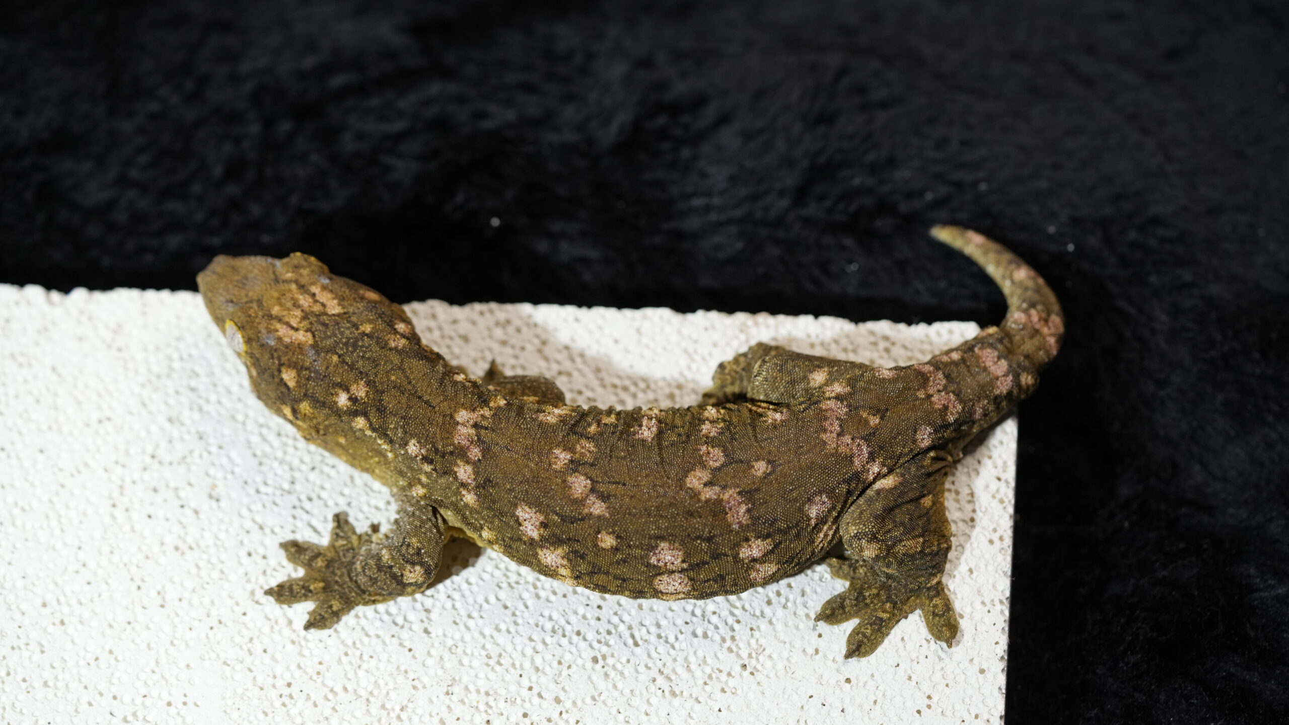 015 MTk x GTB:圖片 7