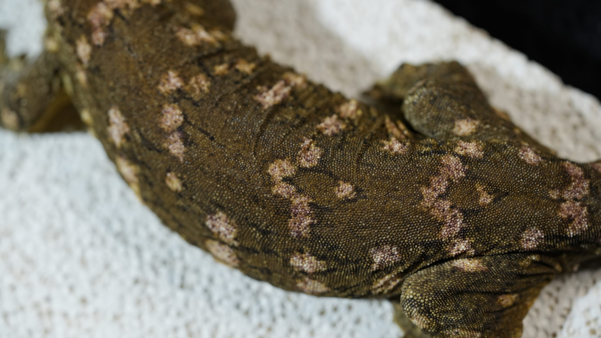 015 MTk x GTB:圖片 8