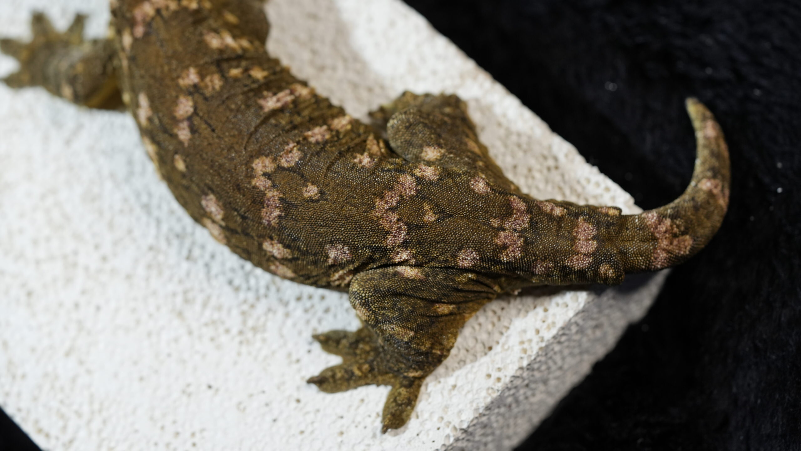 015 MTk x GTB:圖片 10