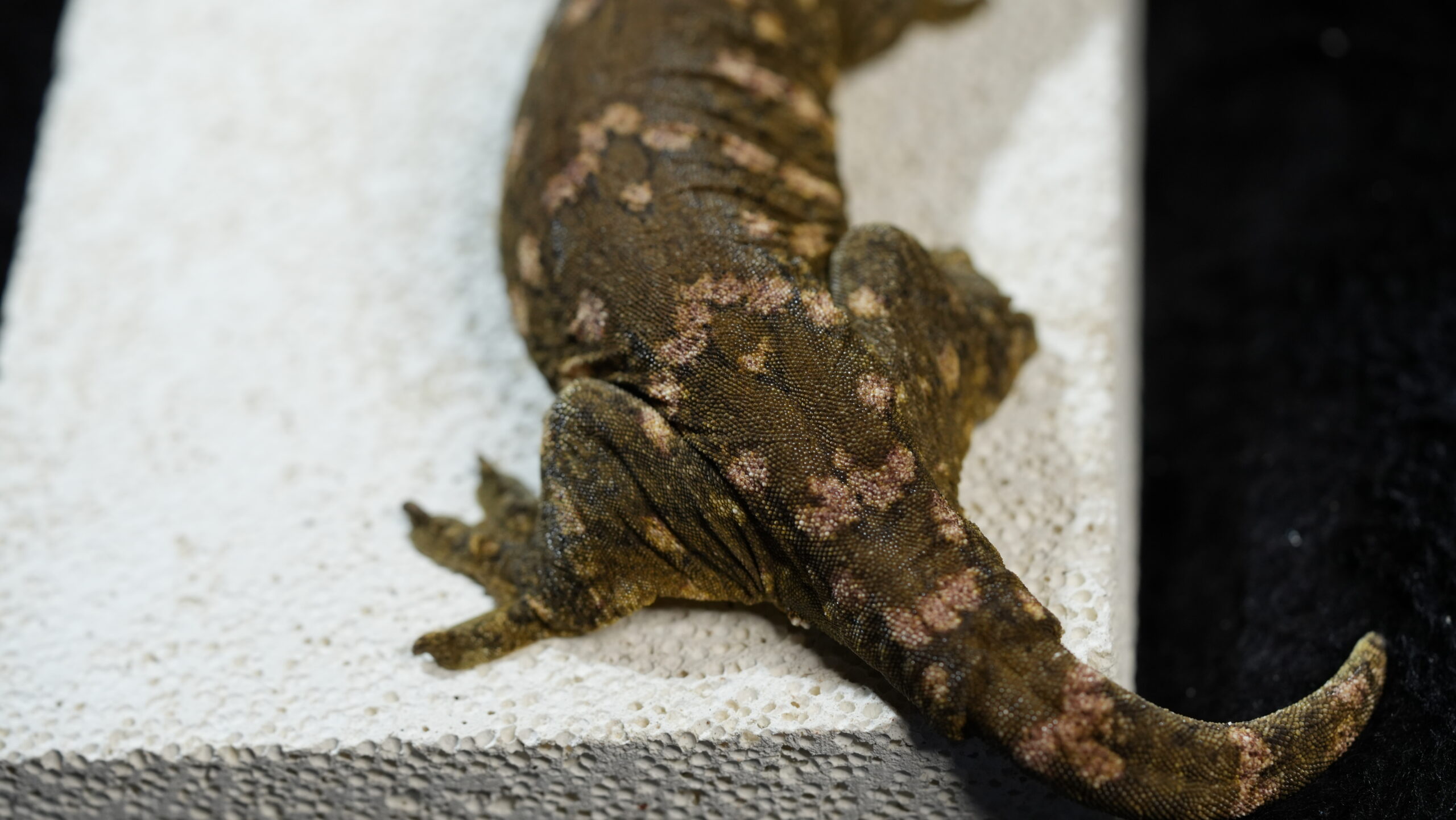 015 MTk x GTB:圖片 11