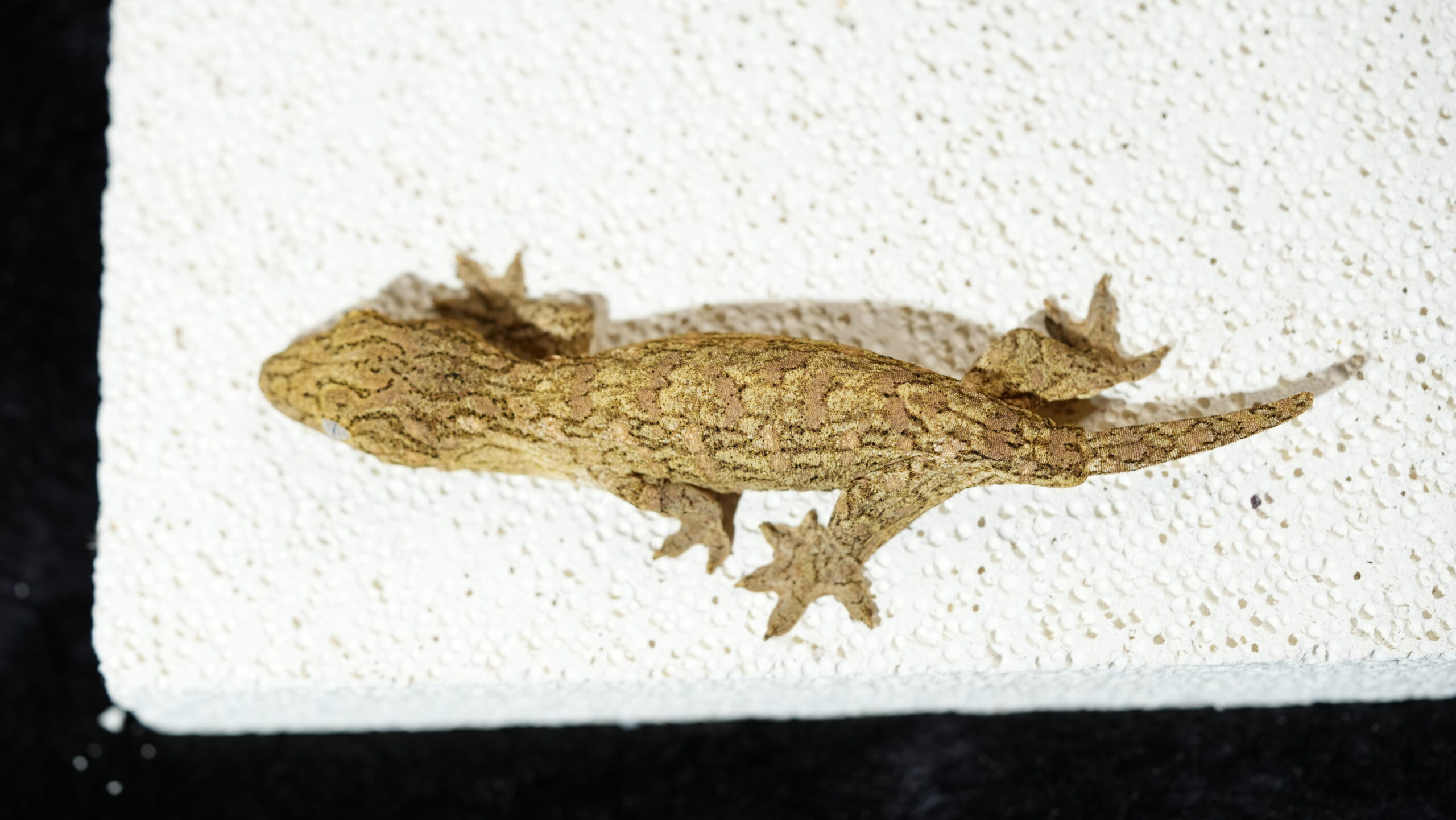 163 Redbar:圖片 11