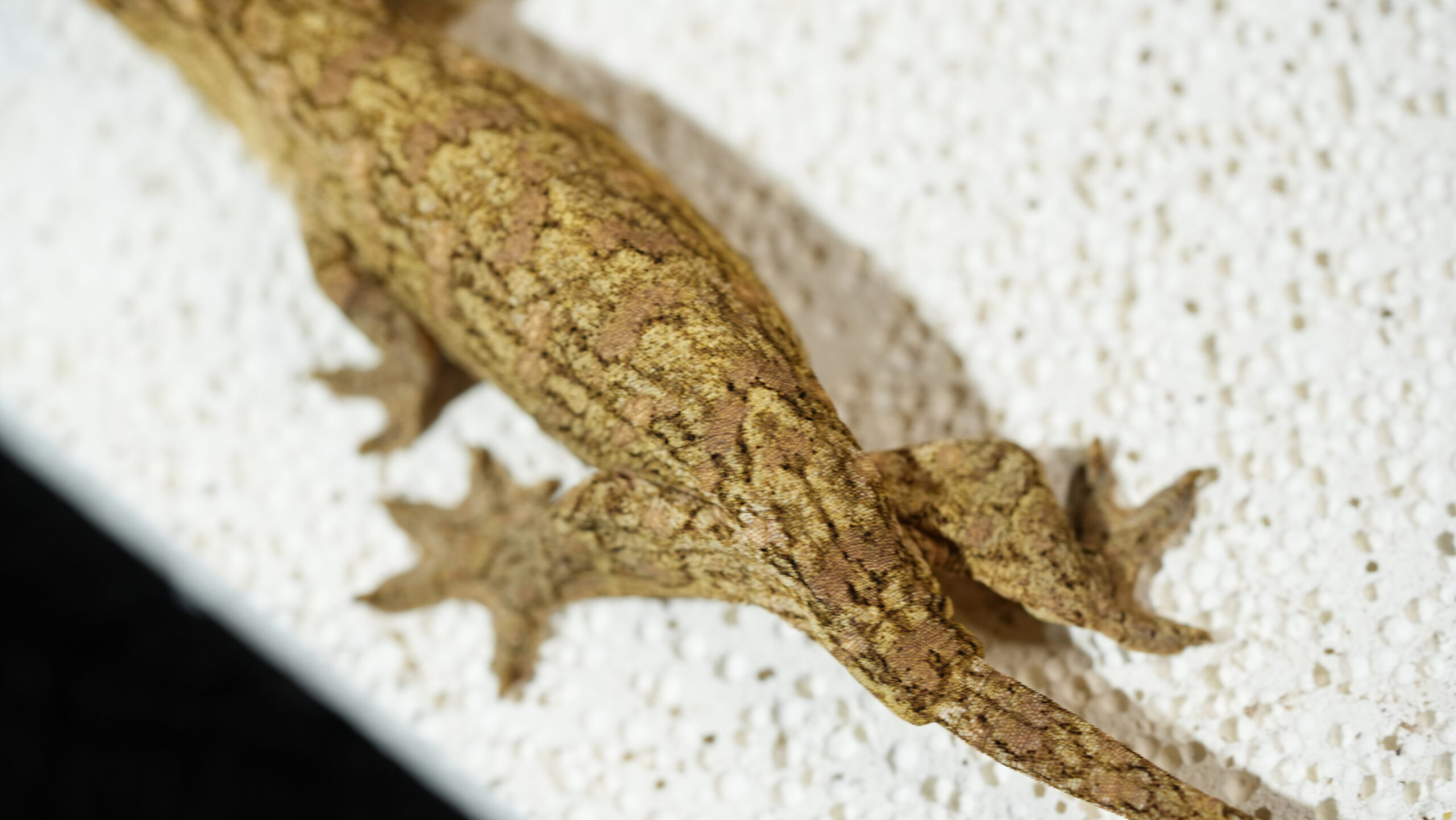 163 Redbar:圖片 10