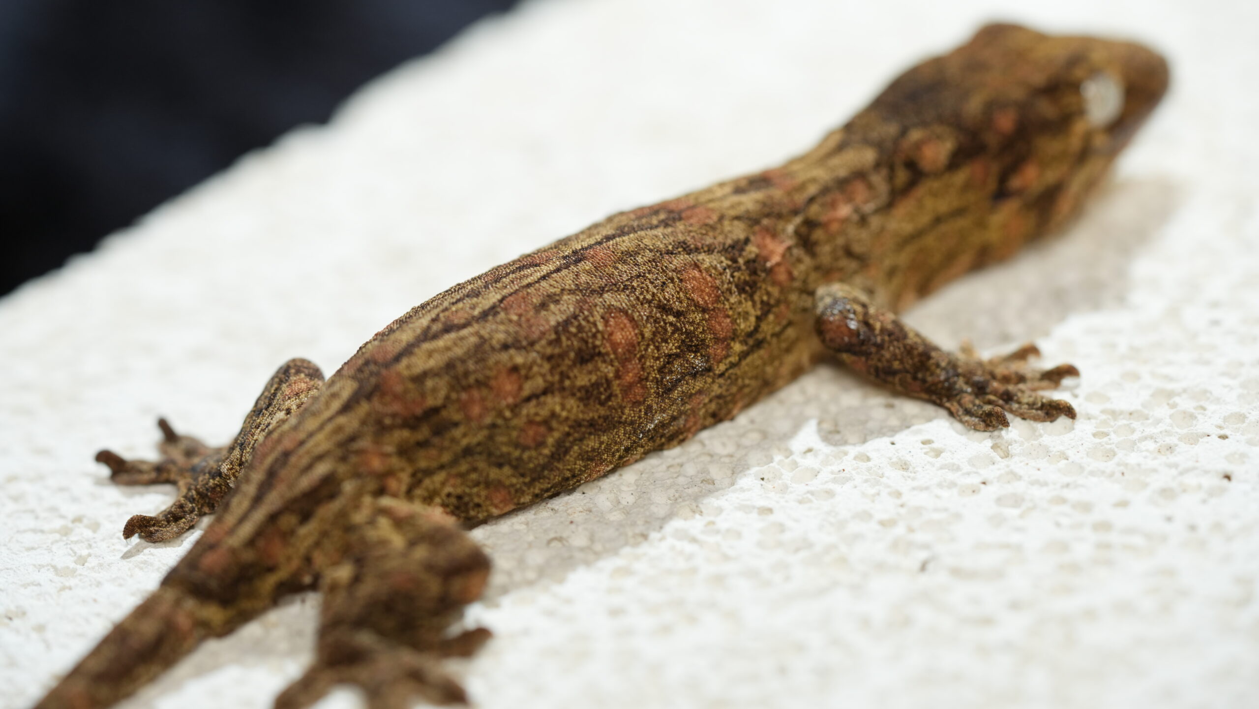 200 Redbar:圖片 10