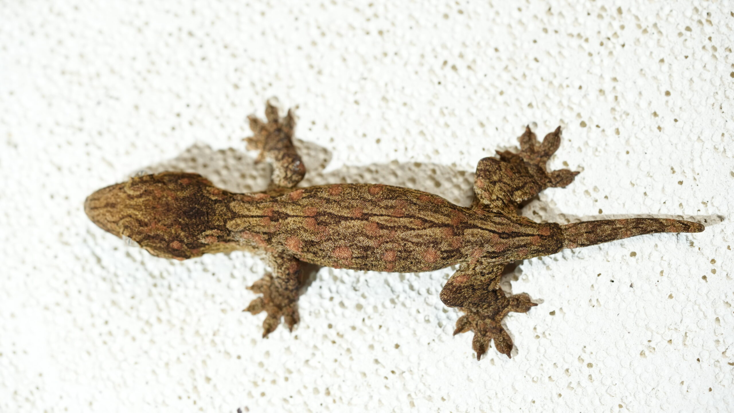 200 Redbar:圖片 11